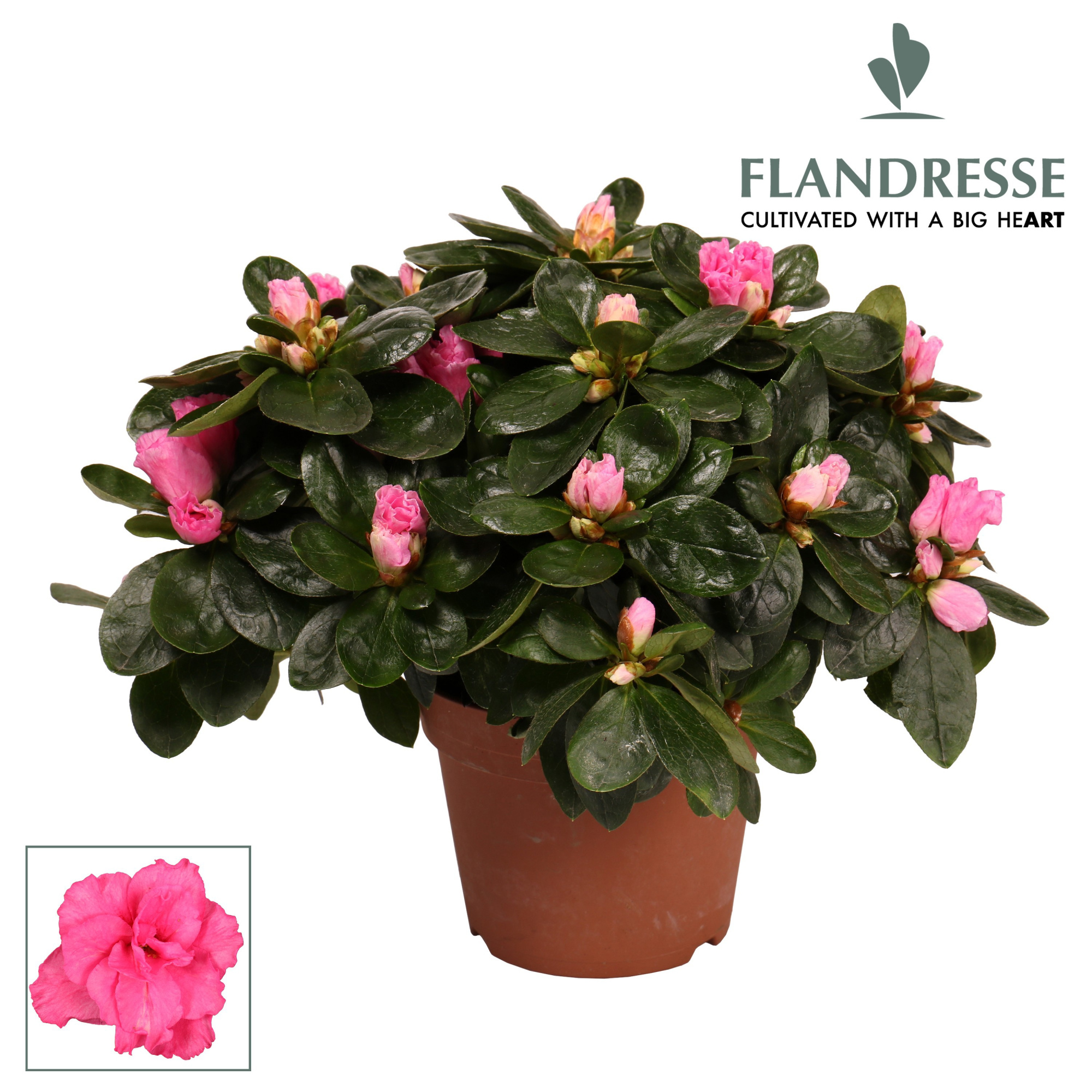 Azalea Flandresse® 'roze' 22 - 25 cm, D 12
