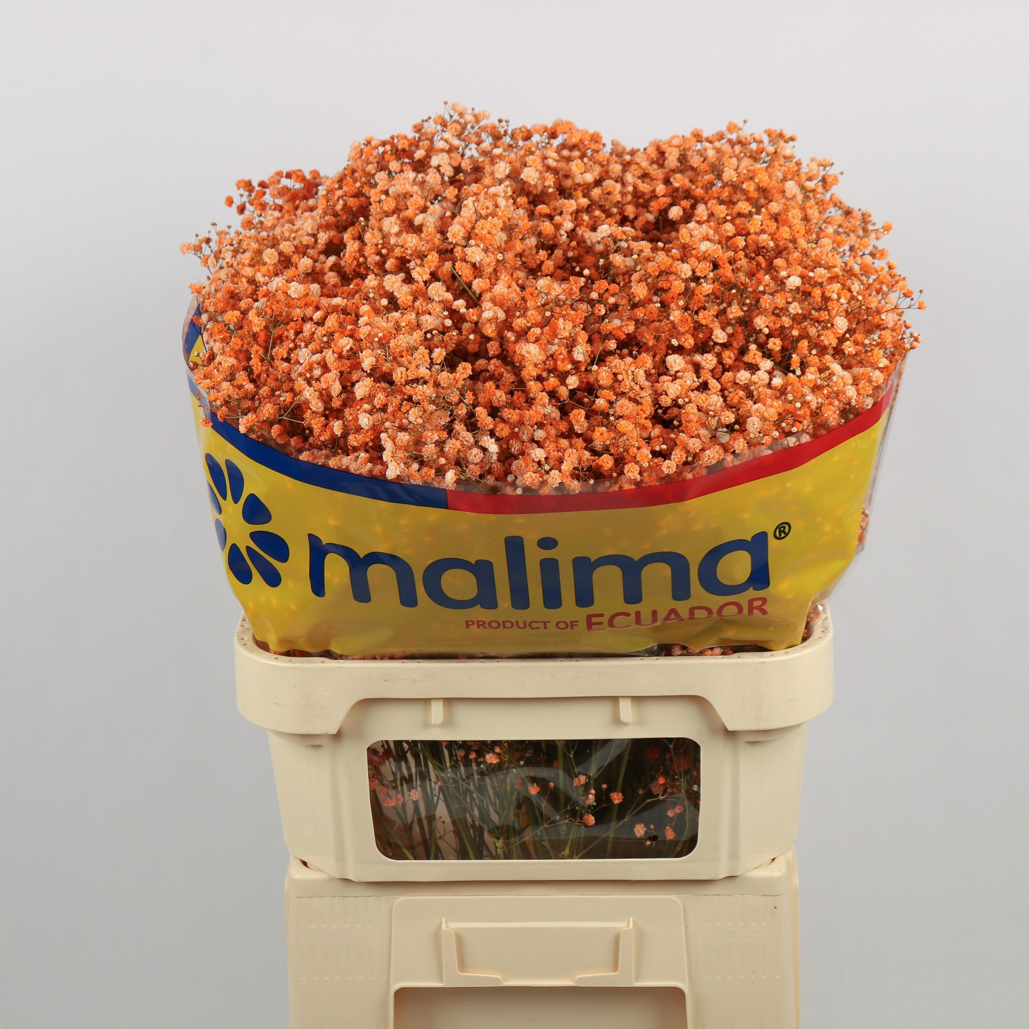 Гипсофила Овериг Крашеная (краш. ) 75, шт.