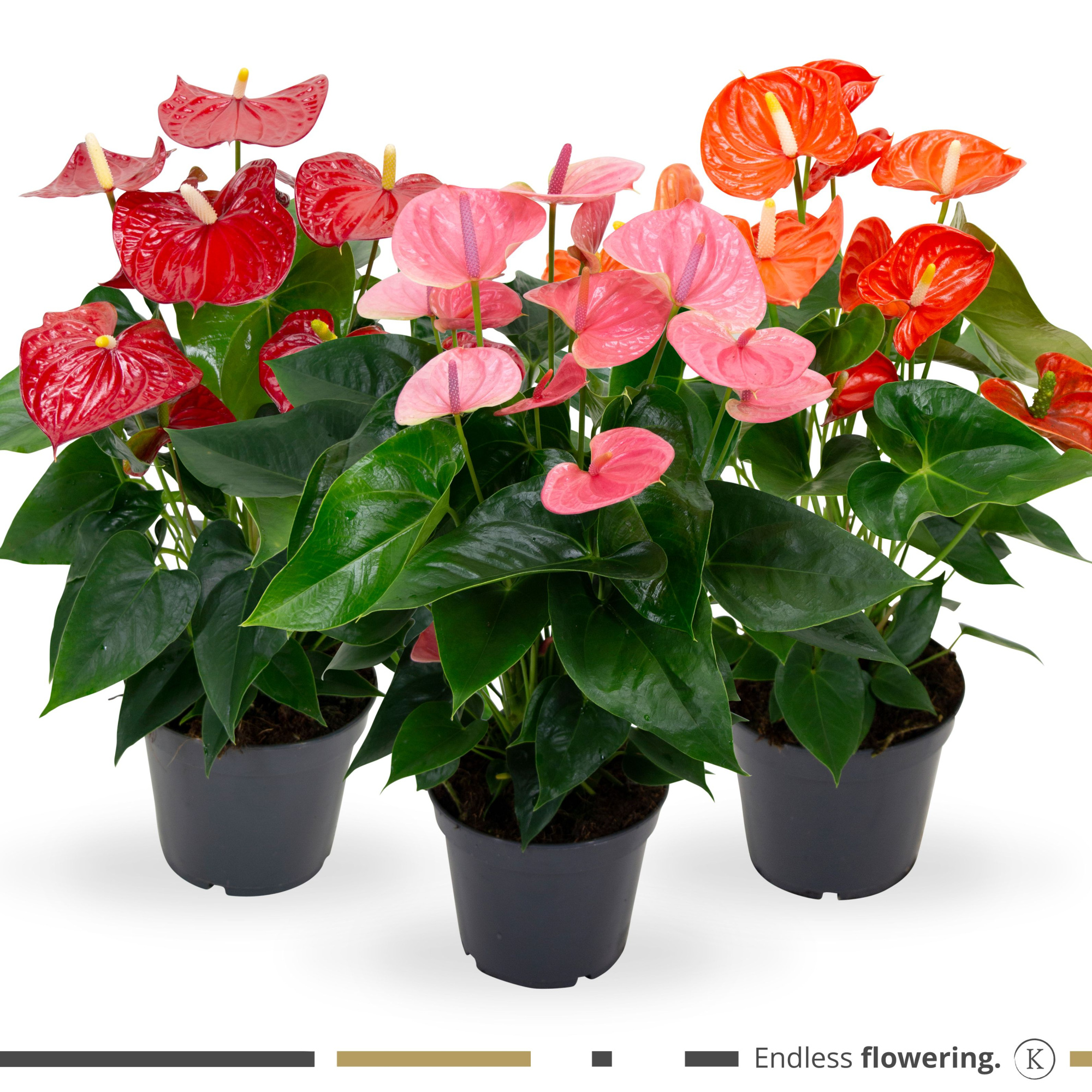 Mimesis Anthurium KARMA Grandiflora mix - 17cm, D 17 cm