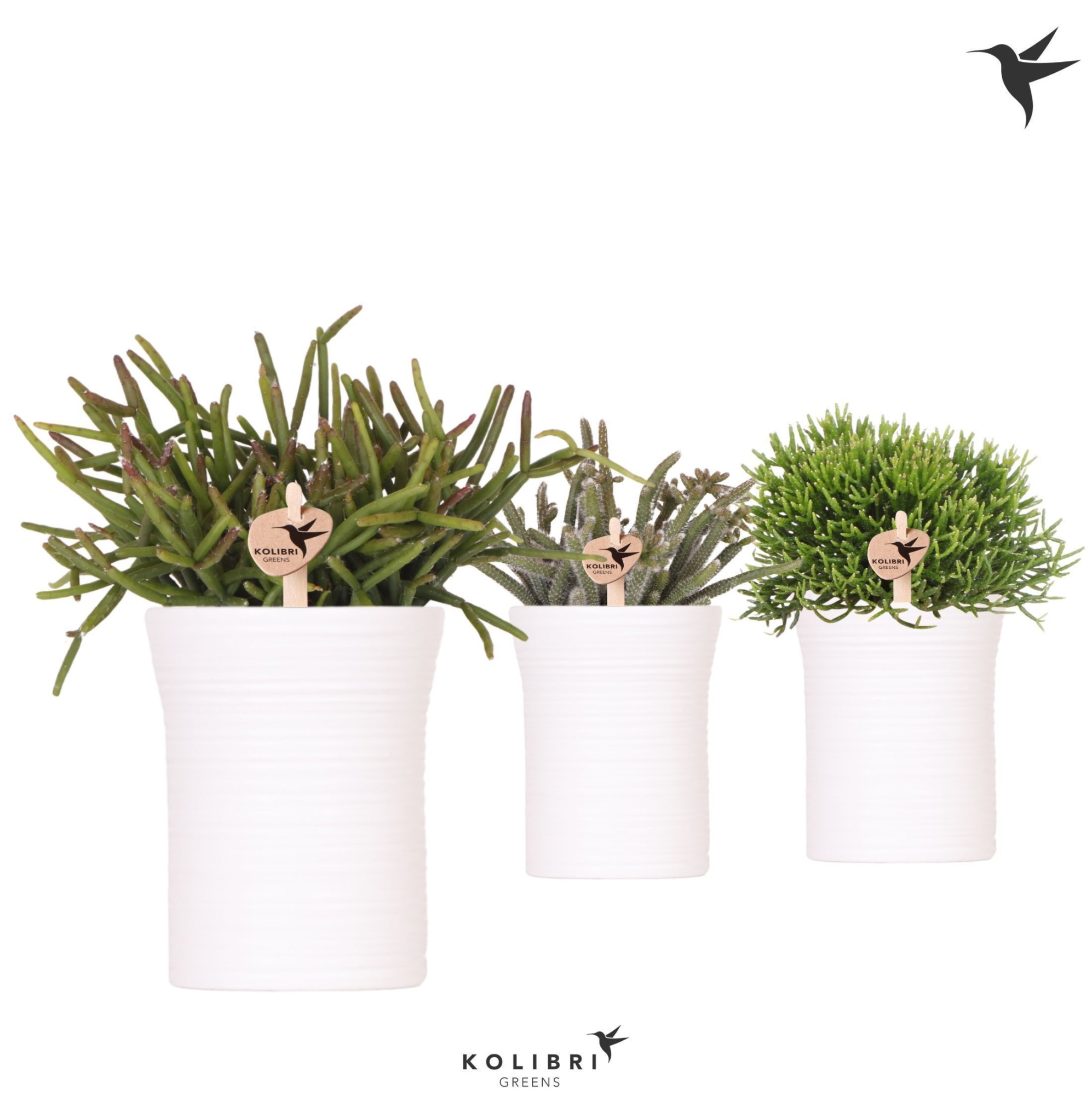 Kolibri Greens Rhipsalis mix in Furrow pot white, D 9 cm