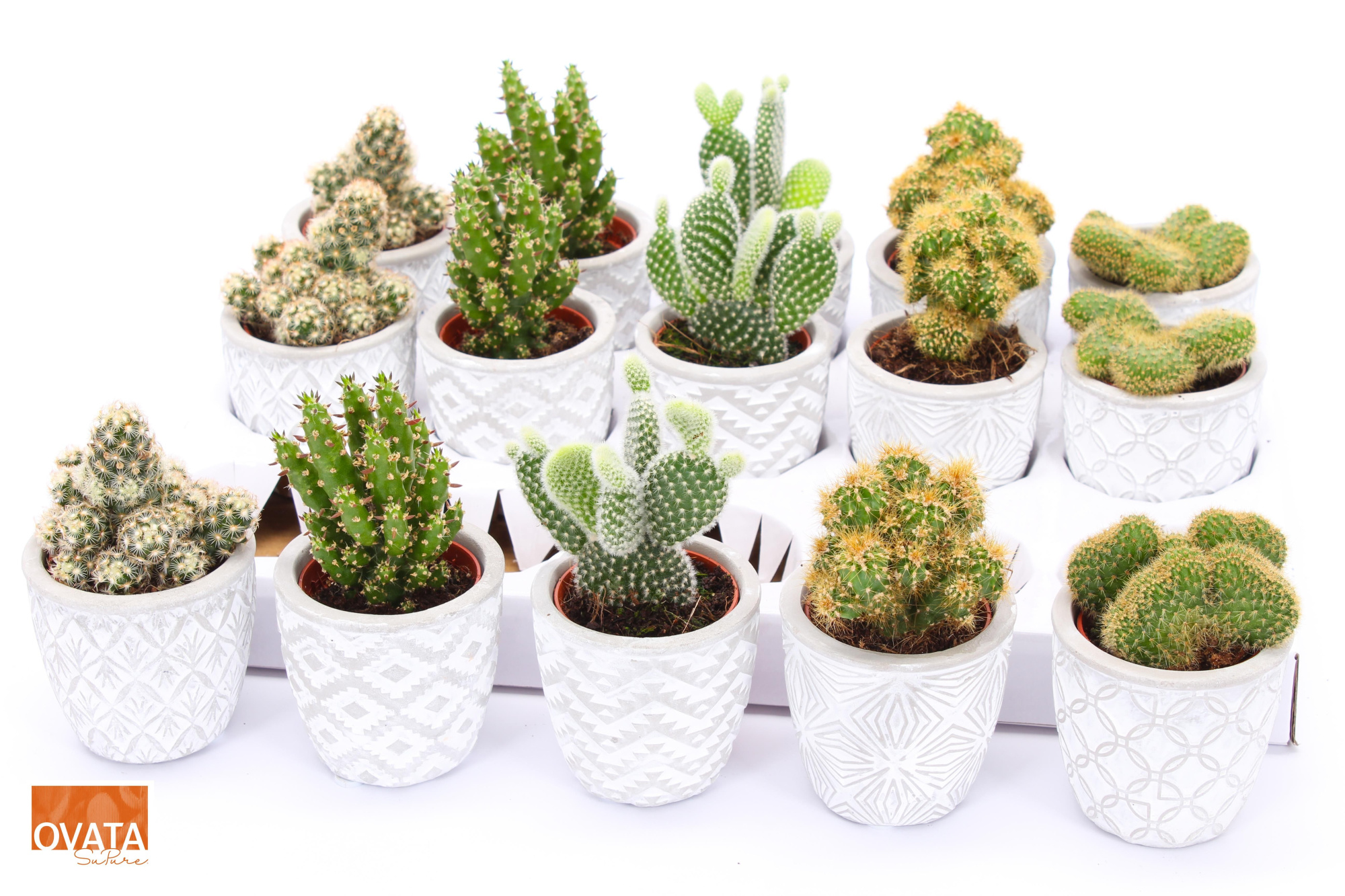 Cactus mix in Stockholm 7 spines, D 7 cm