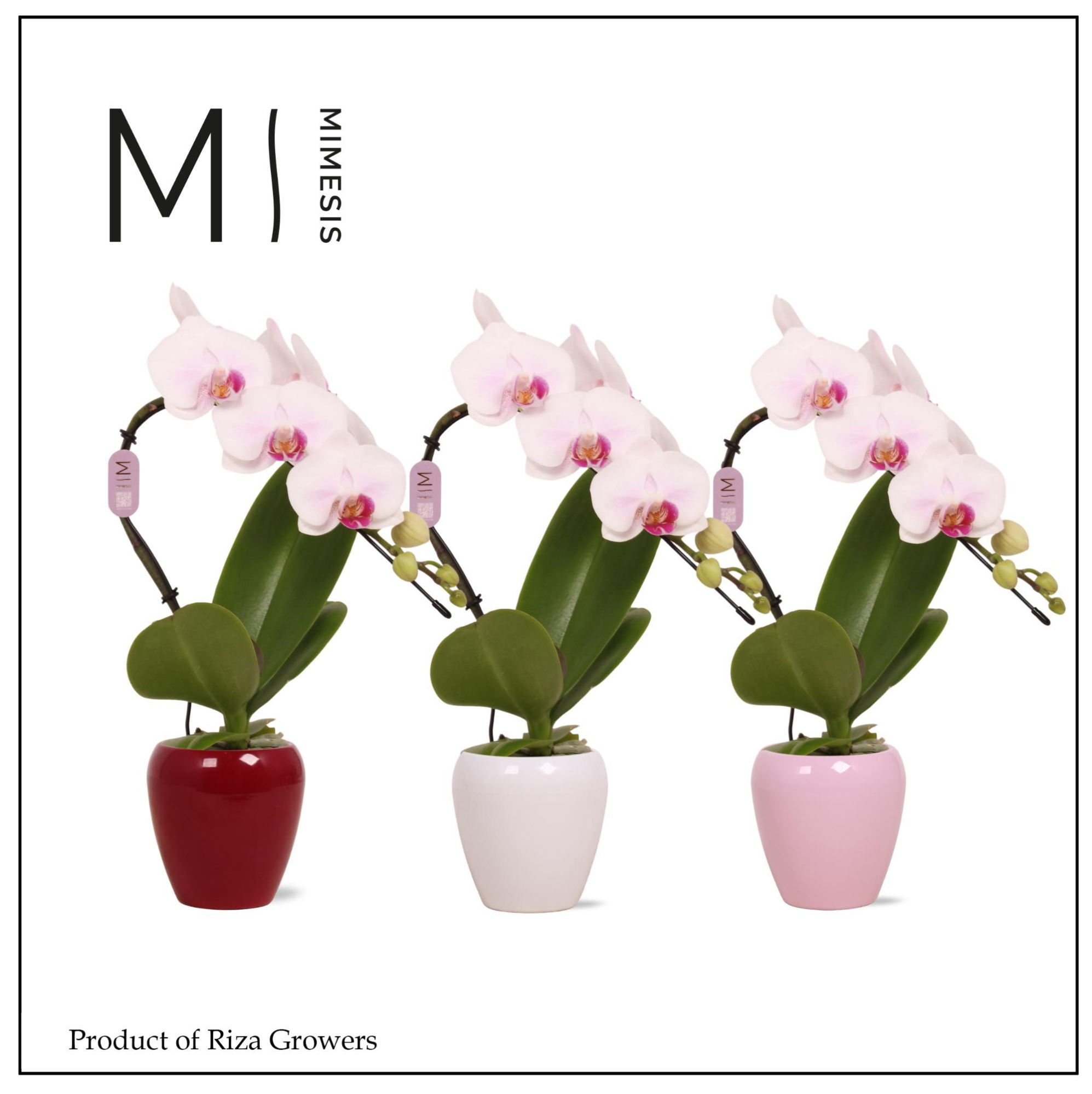 Mimesis Phal. Swan Red Lip - 1 spike 7cm in Martine Mix Ceramic, D 7 cm
