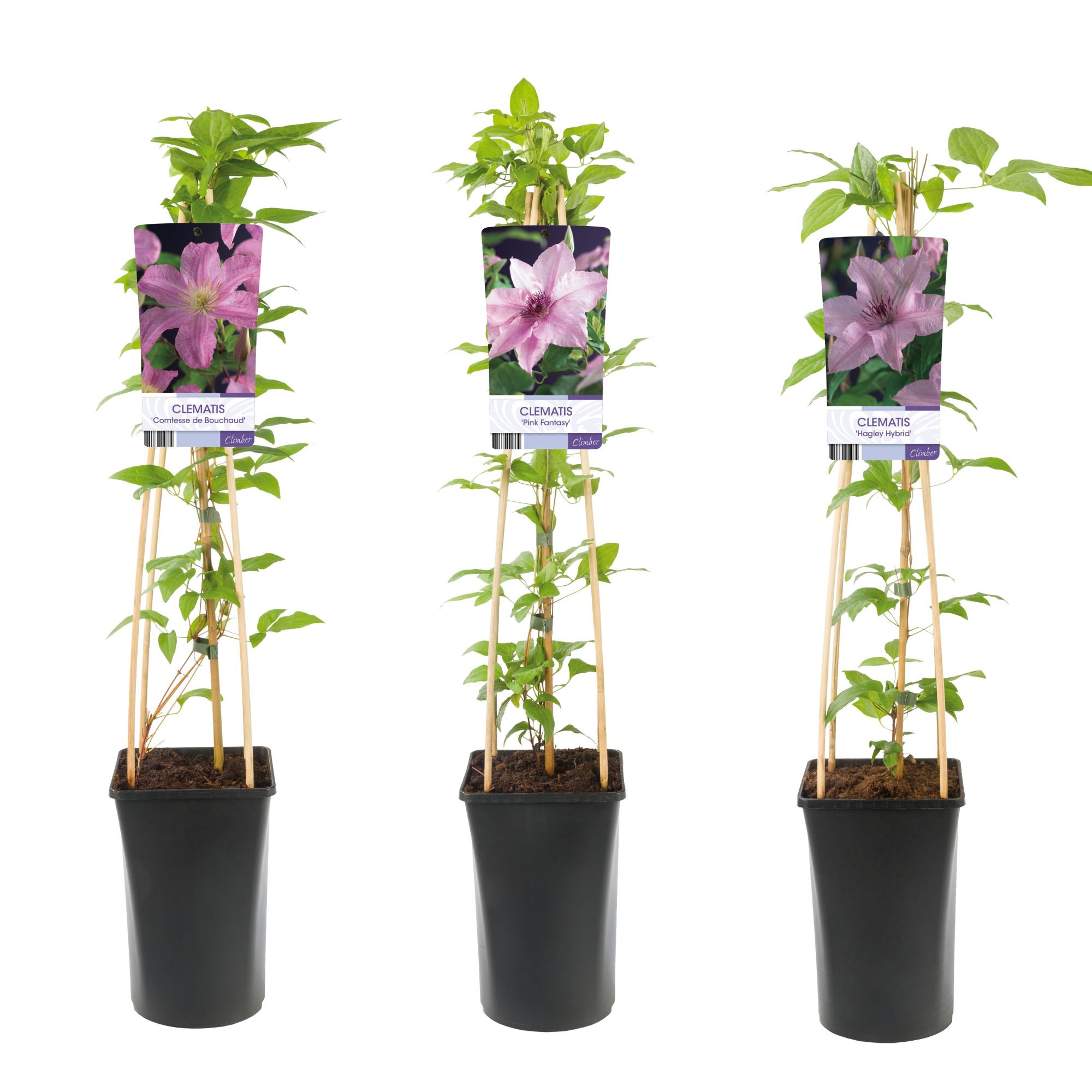 Mixshelf Clematis pink +light label, D 17