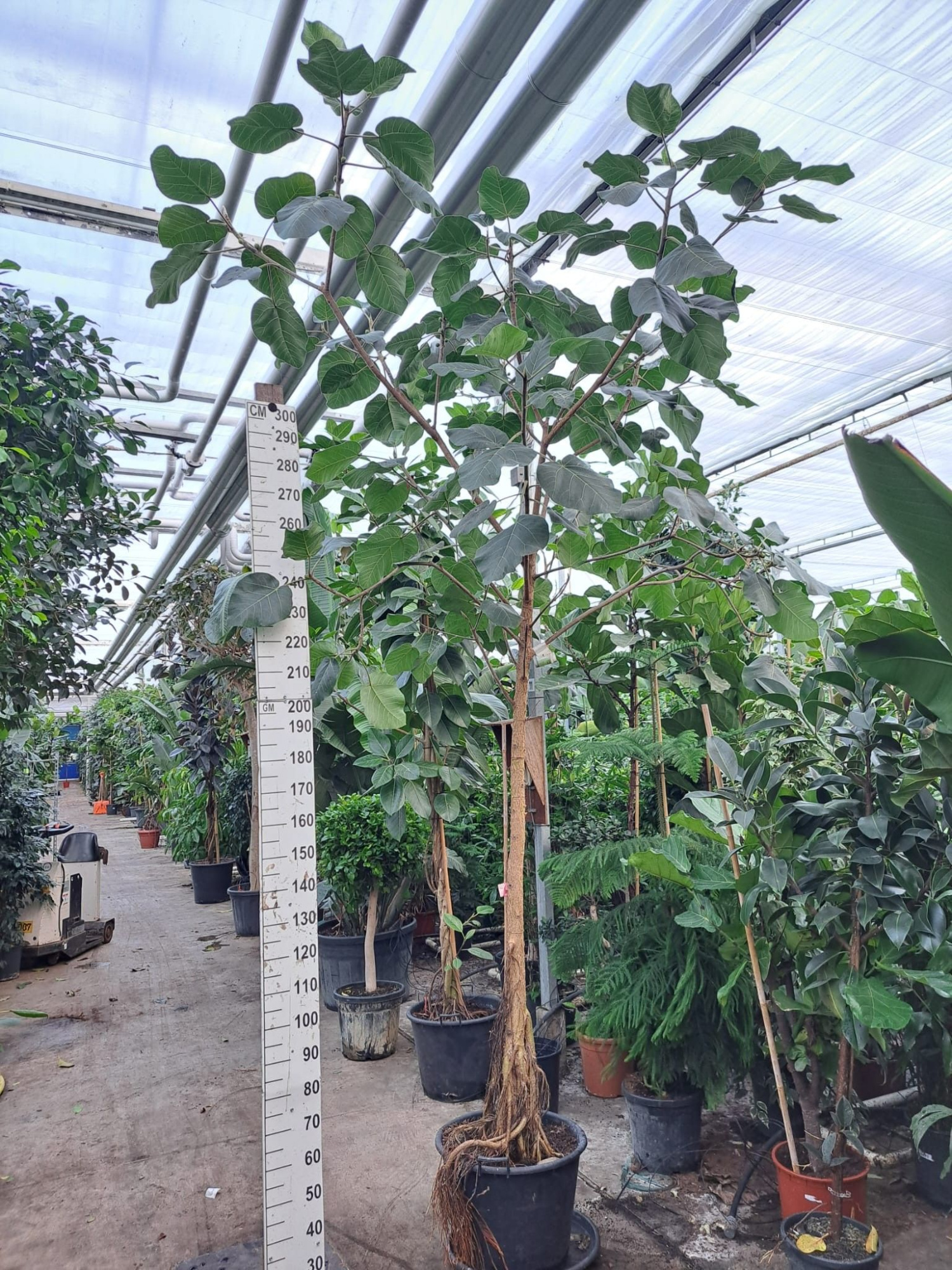 Ficus umbellata rechte stam 400, D 60 cm