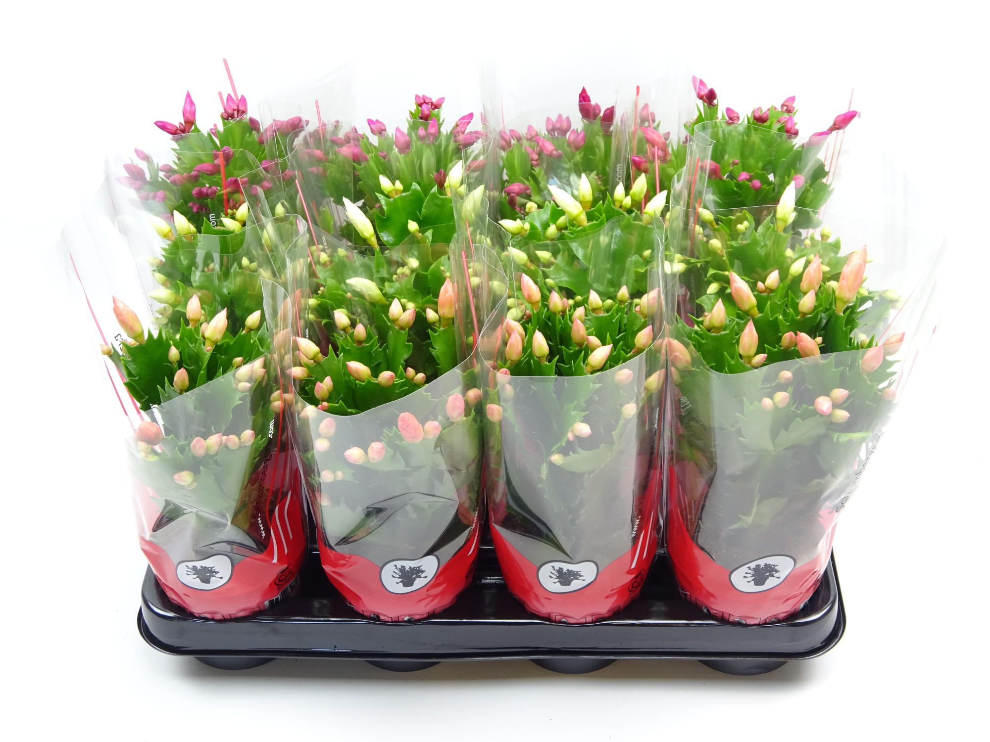 Schlumbergera 9 cm mix 3 kleur, D 9 cm