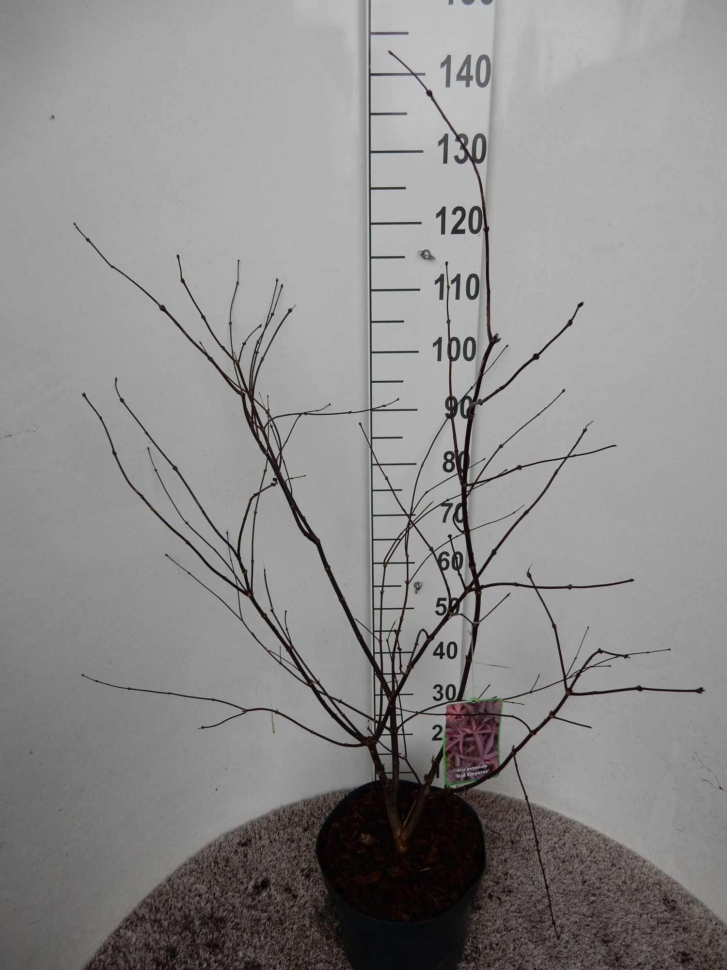 Acer palm. Red Emperor 100-125 P32, D 32