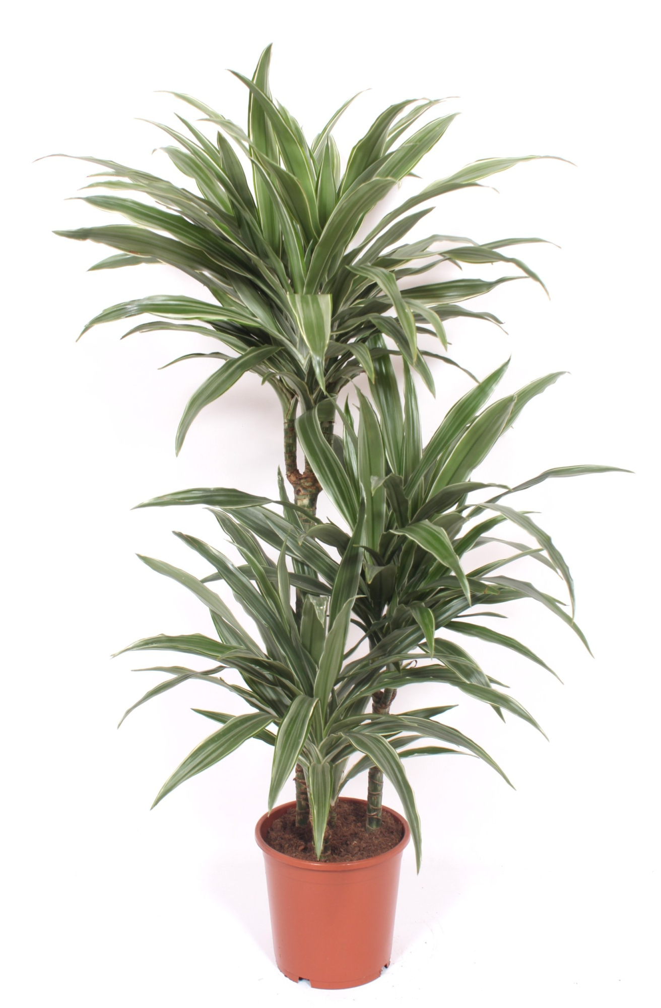 Dracaena Warneckei 60-30-15, D 21 cm