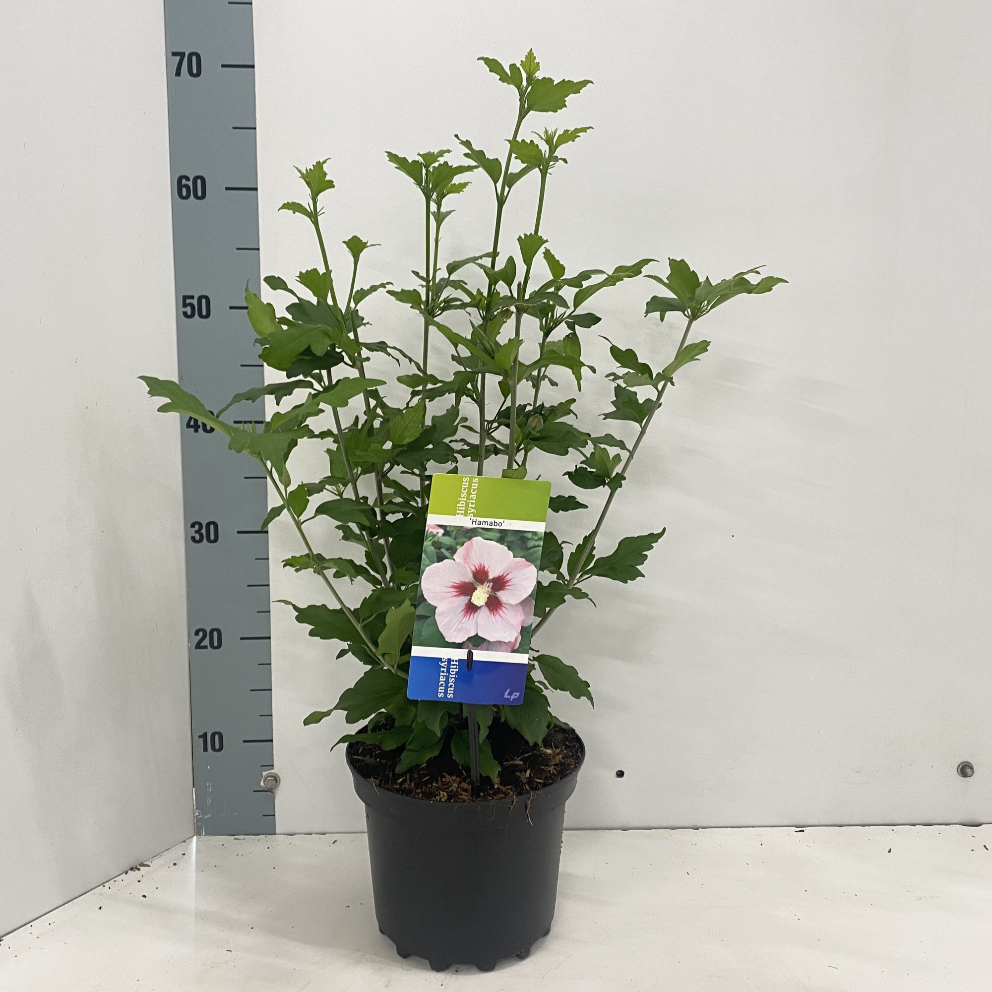 Hibiscus syr. 'Hamabo', D 19 cm