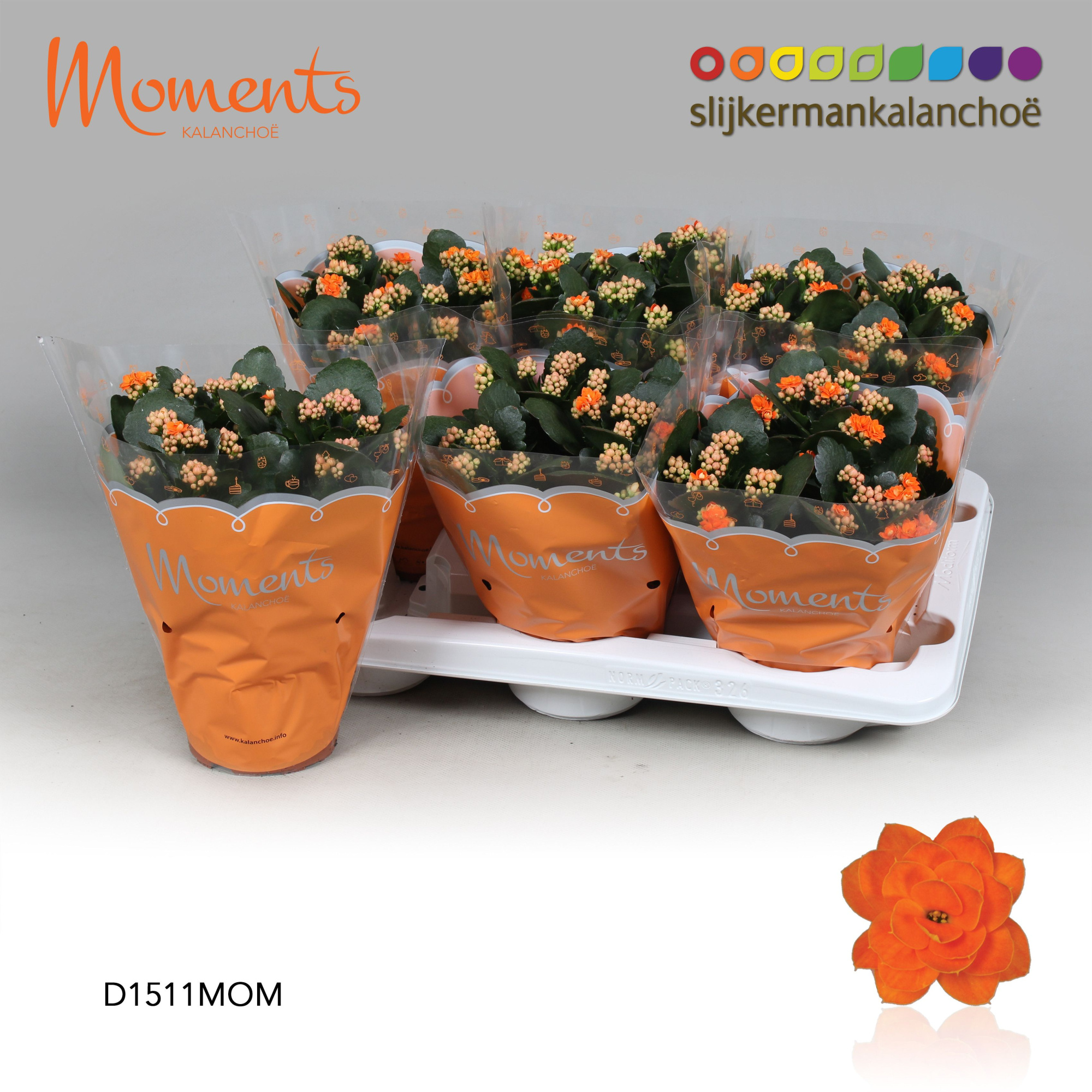 Kalanchoe Moments - Orange, D 15