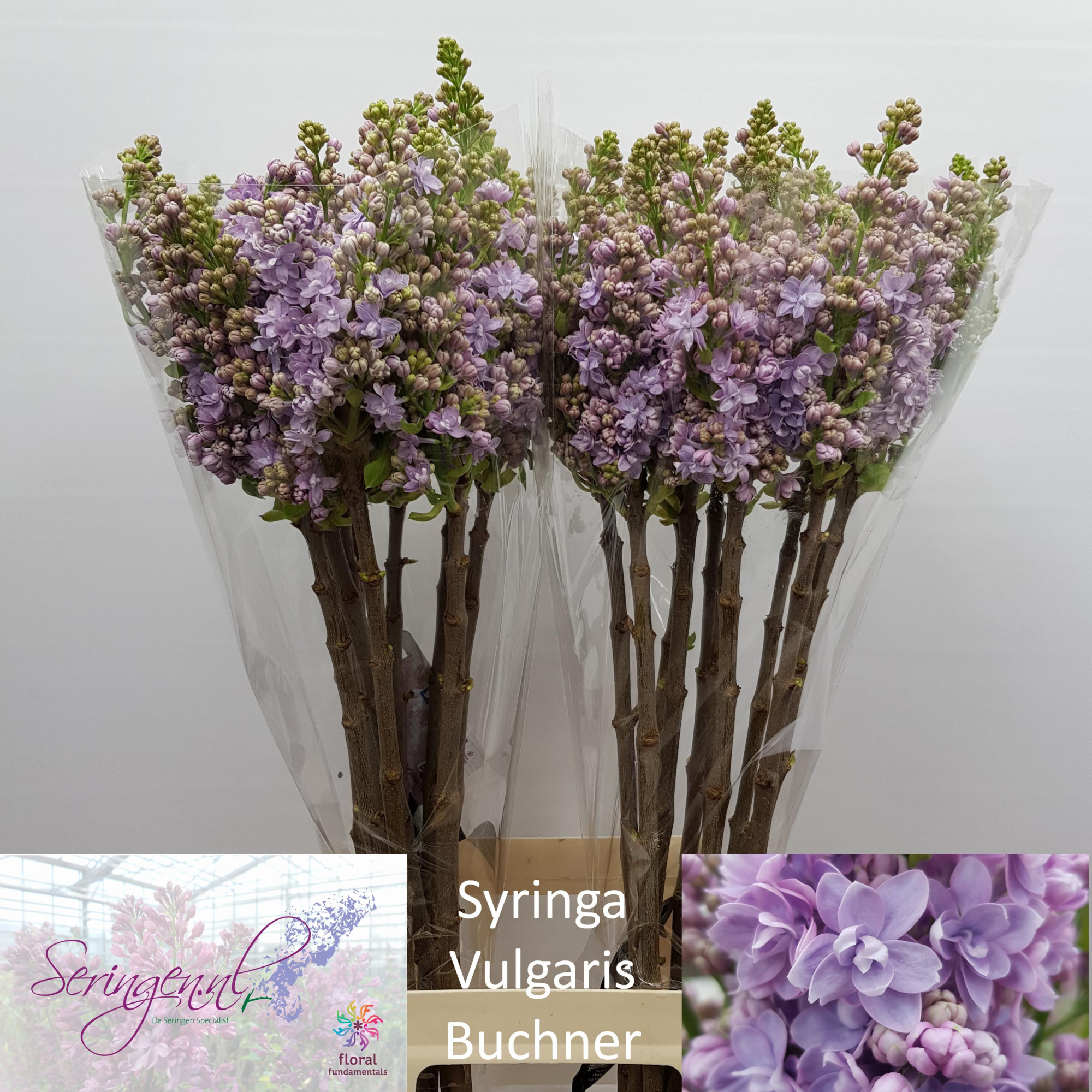 Сирень Мишел Бухнер 80 (лаванд.), шт.