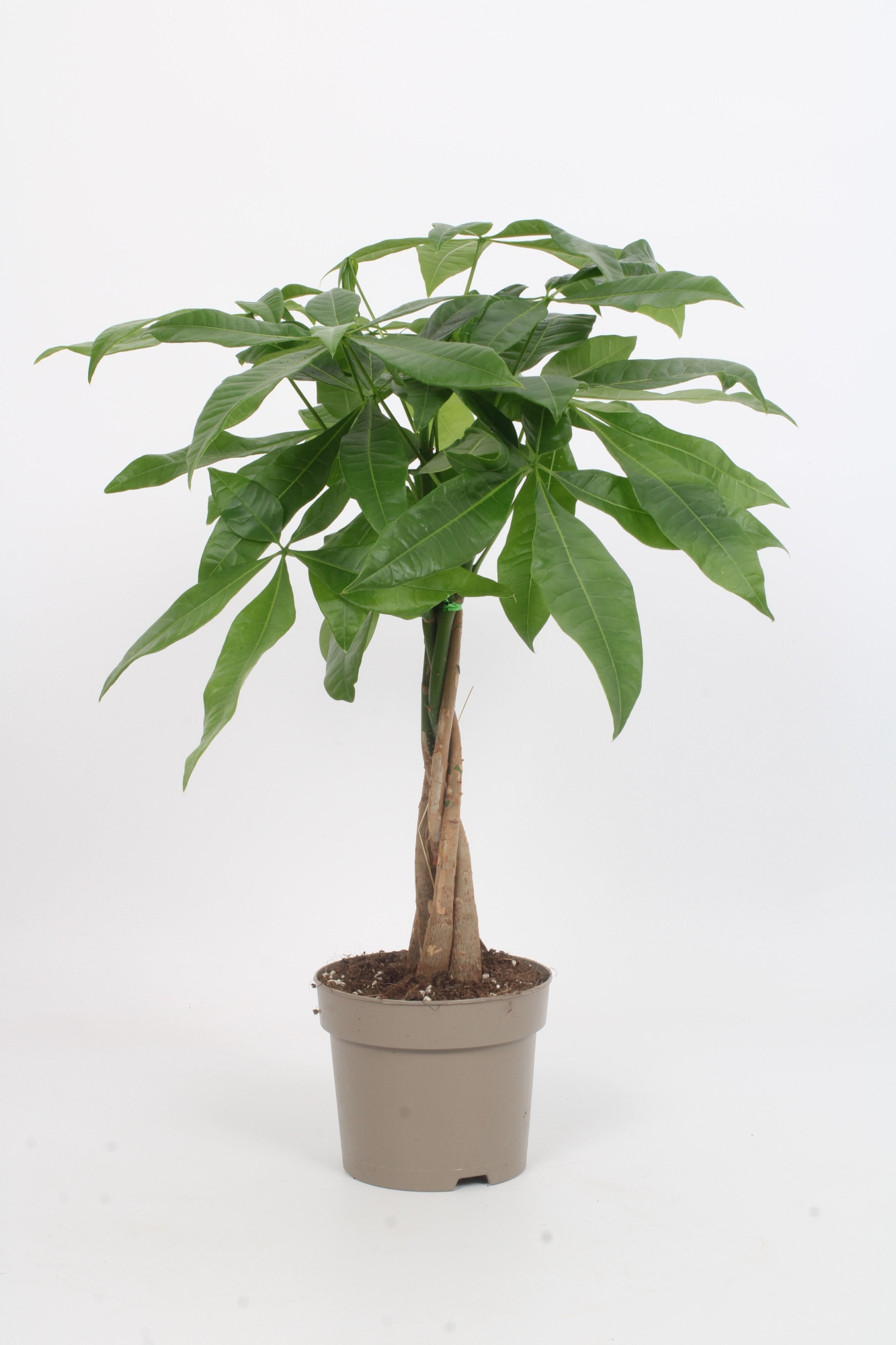 Pachira Aquatica 15cm, D 15 cm