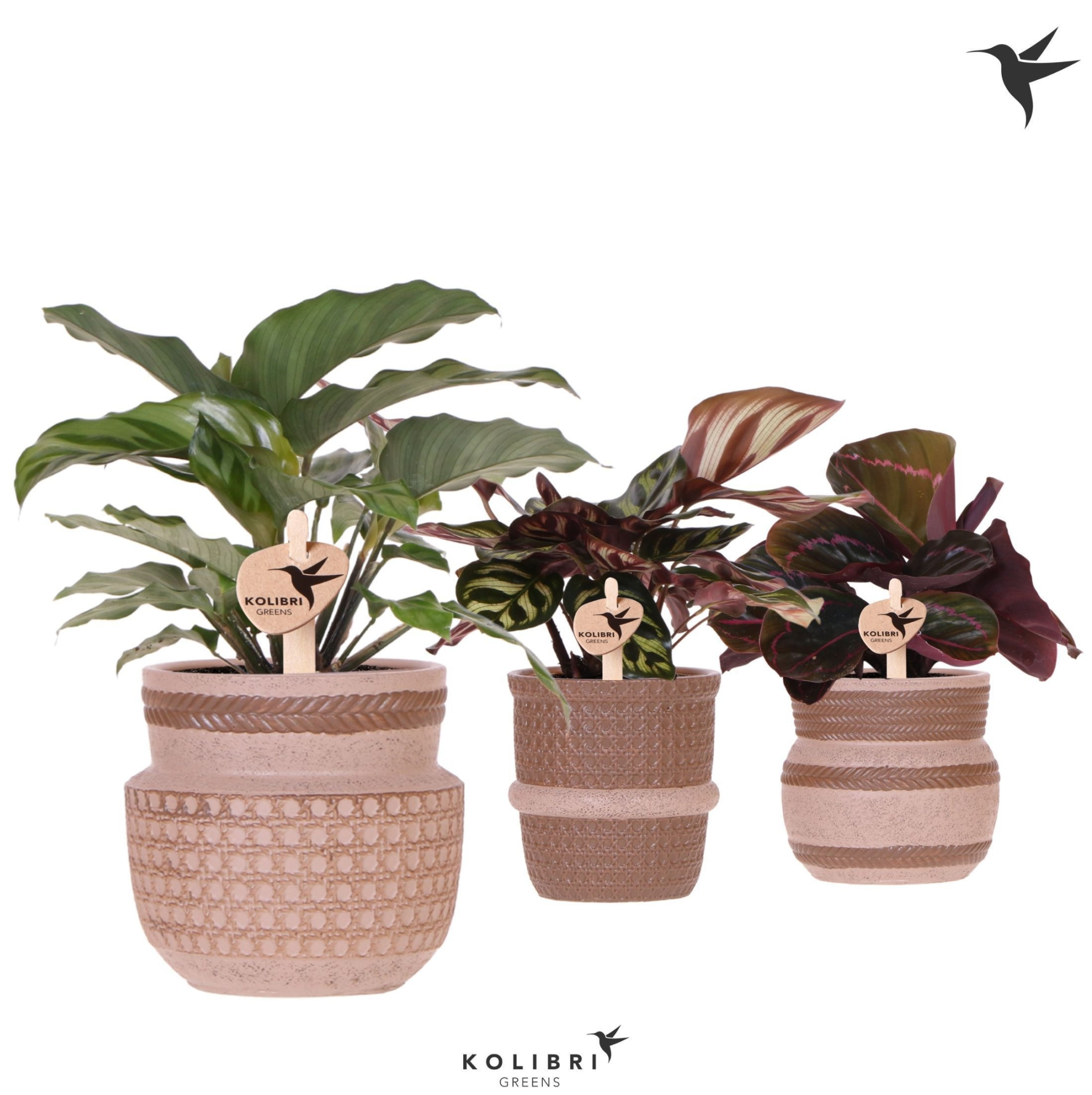 Kolibri Greens Calathea mix in Ethnic pot sand mix, D 9