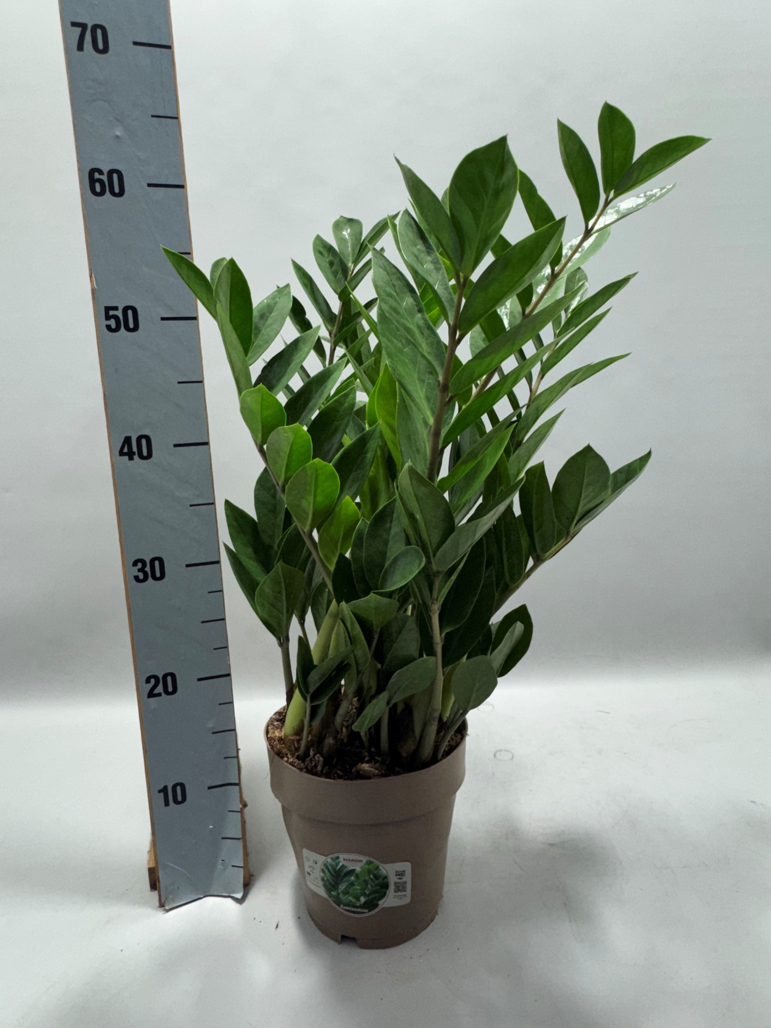 Zamioculcas P17 60cm 8+ veren, D 17