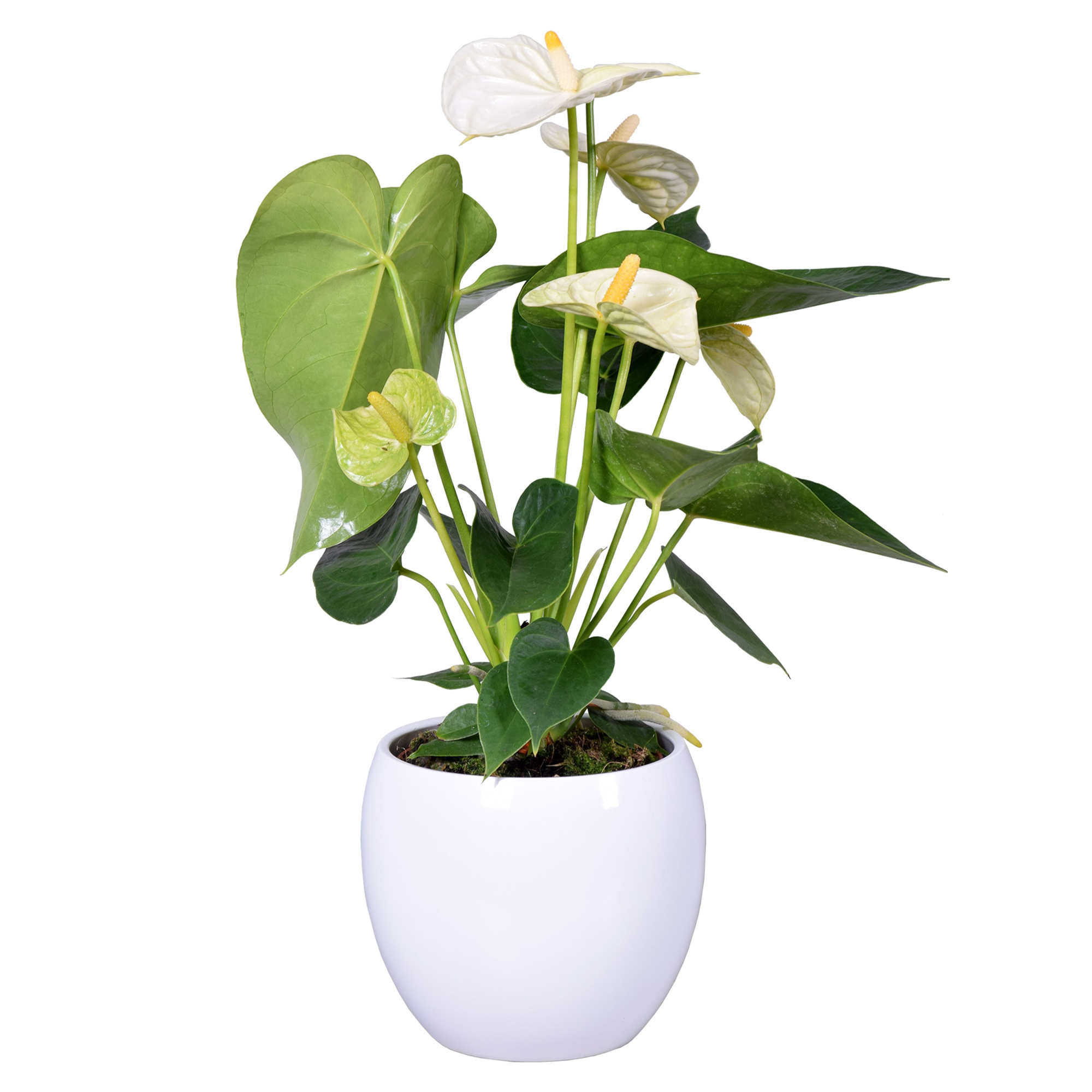 Anthurium Ton sur Ton in witte bolpot, D 13 cm