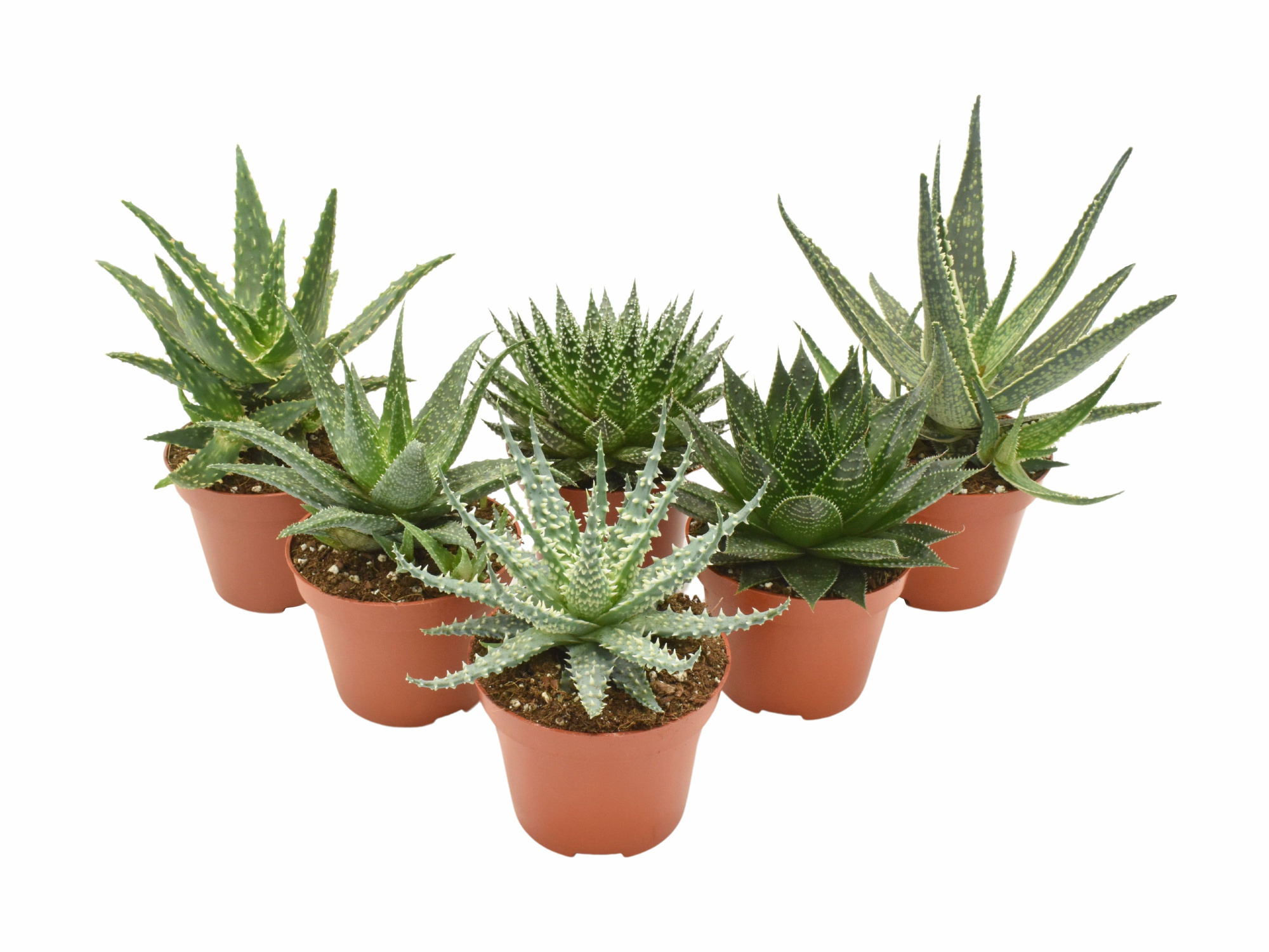 Aloe mix, D 10,5 cm