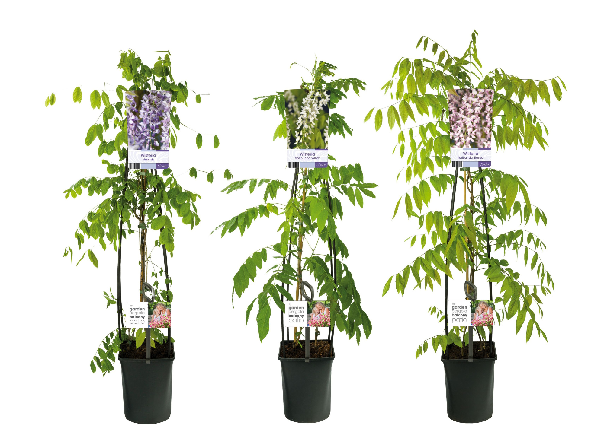 Mixshelf Wisteria +light label, D 23 cm