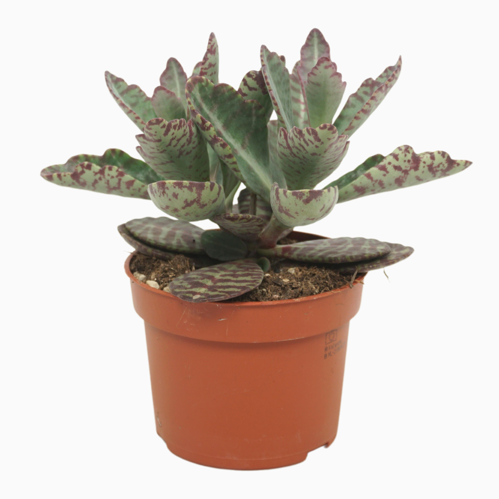 Kalanchoë partridge 10,5 cm, D 10,5 cm