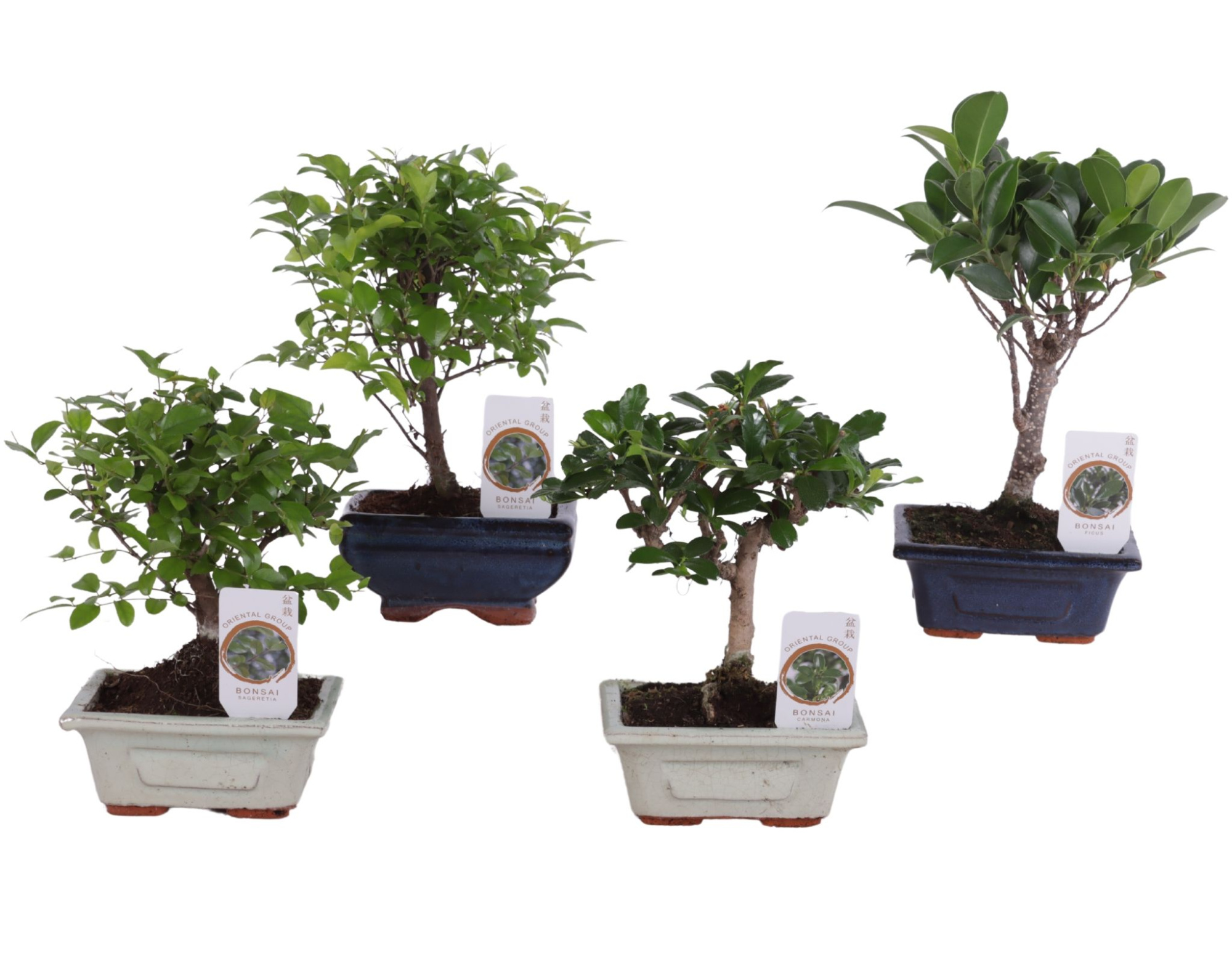 Bonsai Mix pot ø12cm in ø12cm Ceramic, D 12 cm