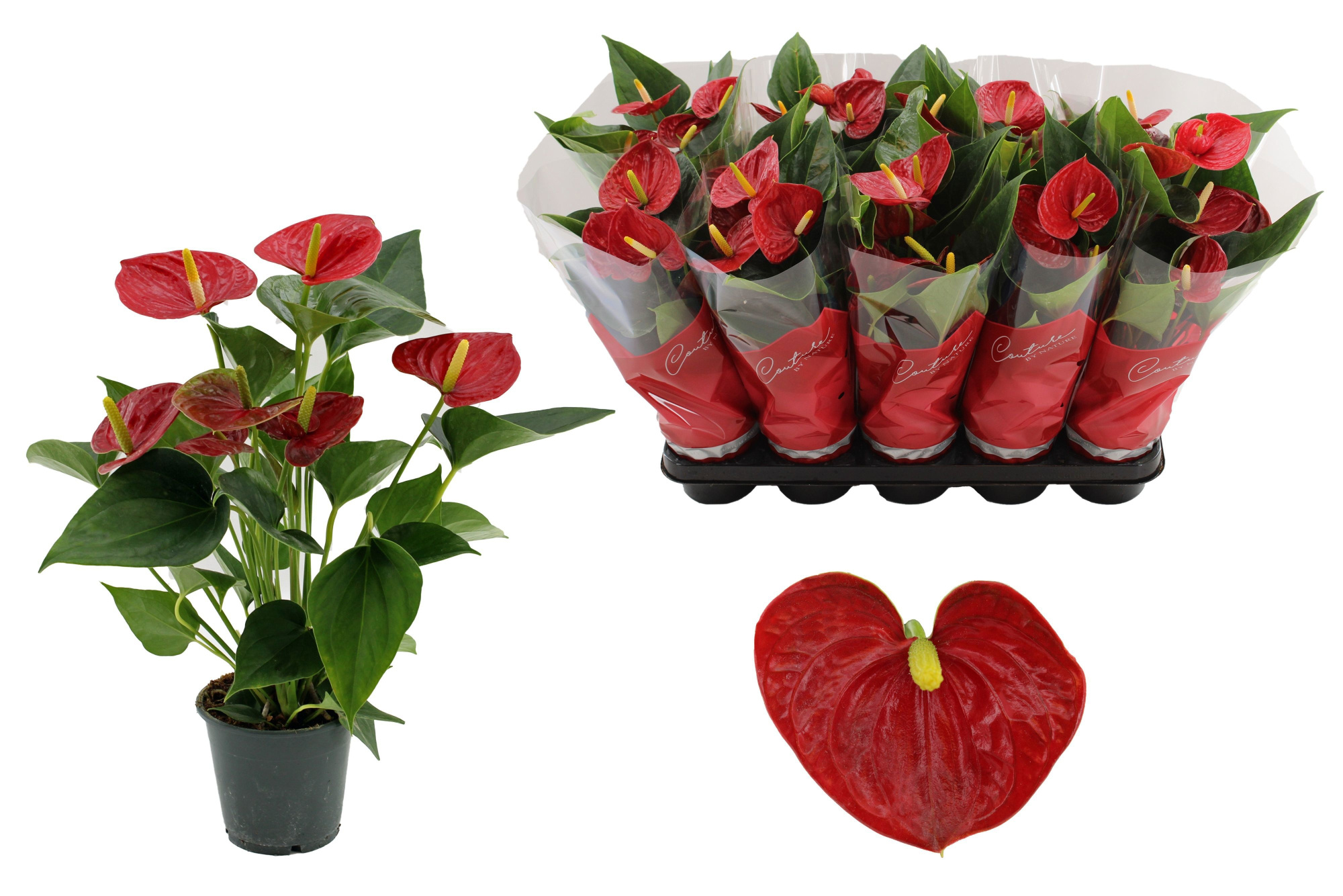 Anthurium Success Red in Couture sleeve, D 12 cm