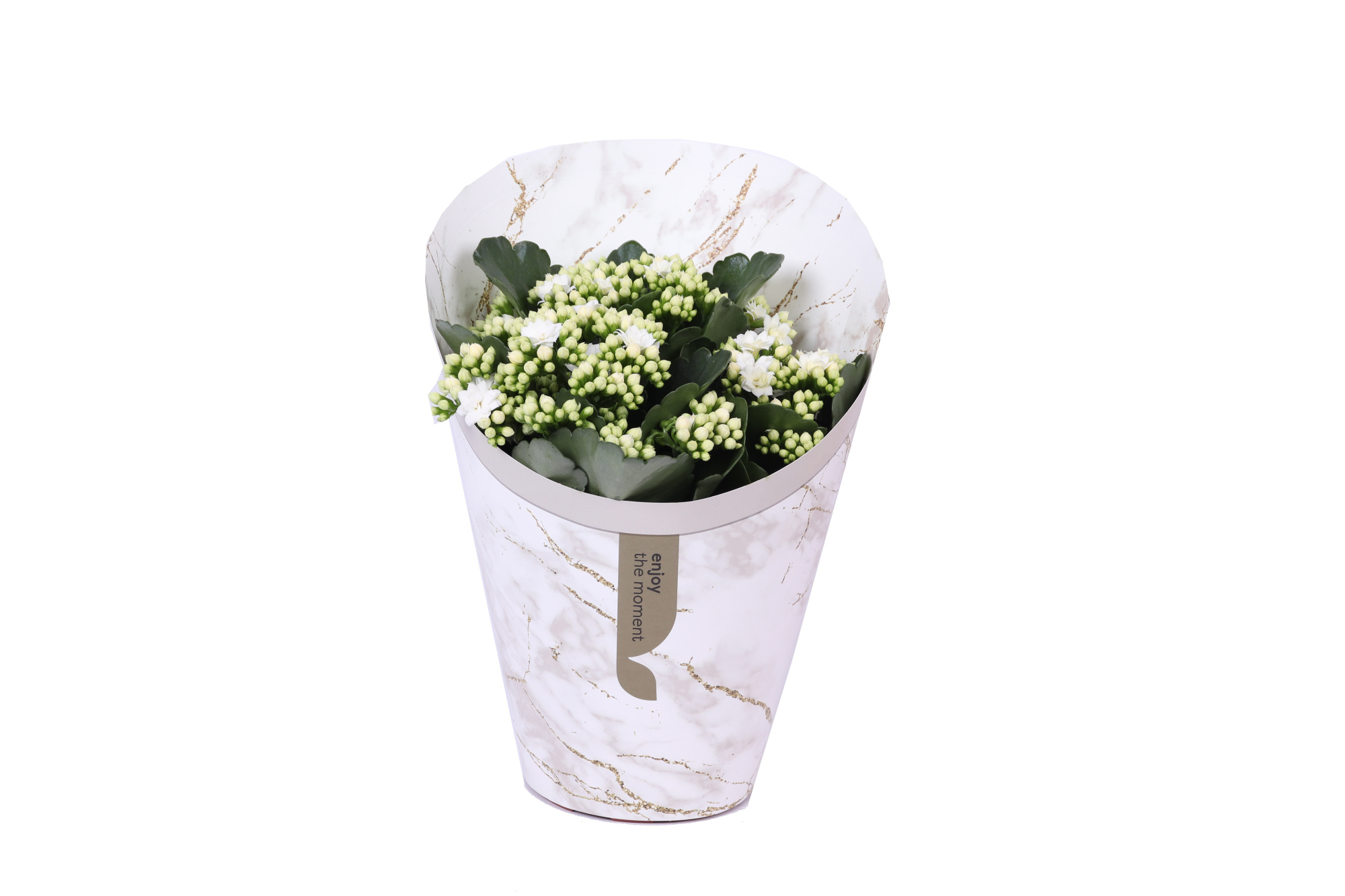 KP-894.1 WT - Kalanchoe Rosalina Wit 15cm in Gifts cover, D 15 cm