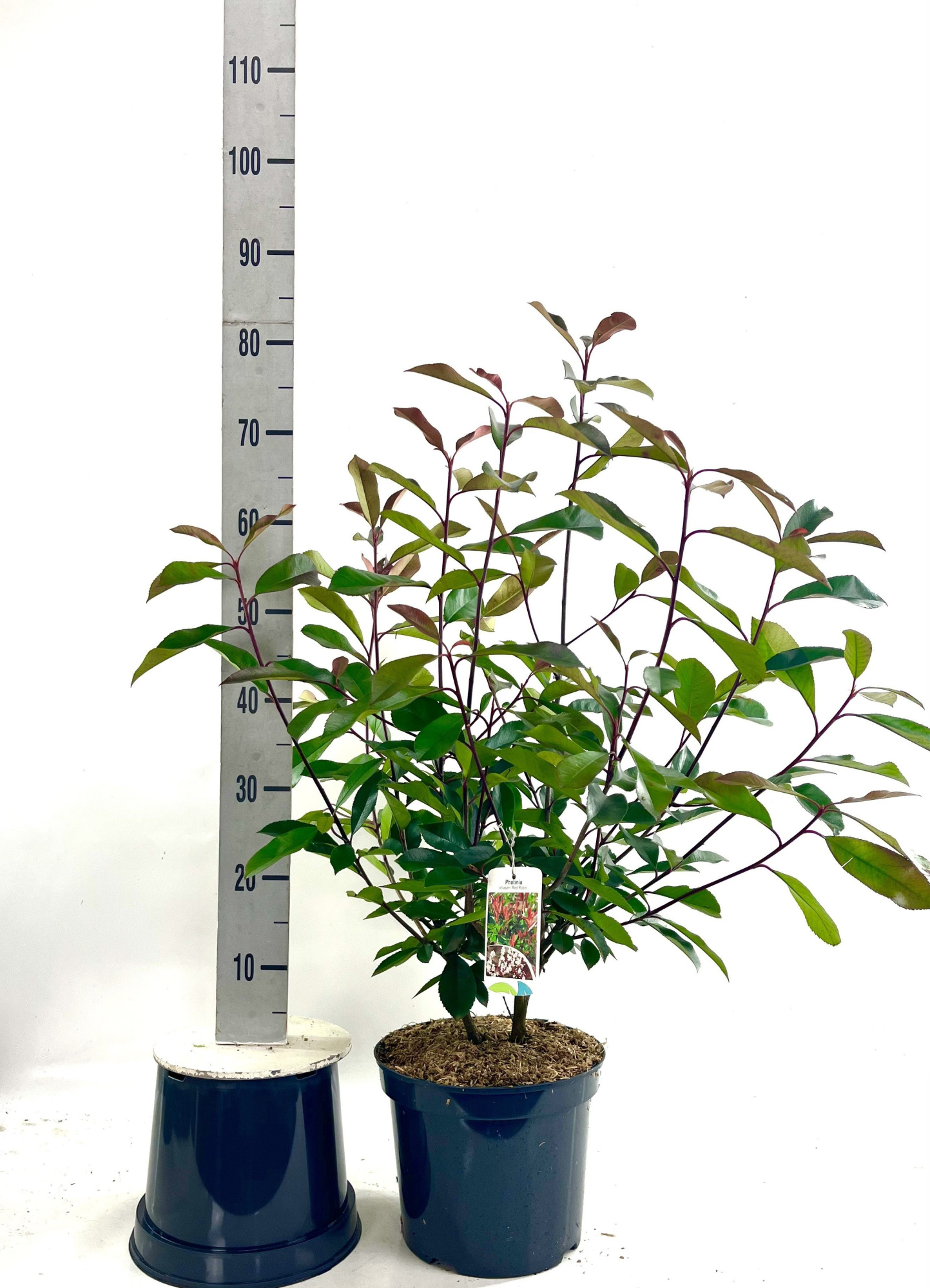 Photinia fra. 'Red Robin', D 26 cm