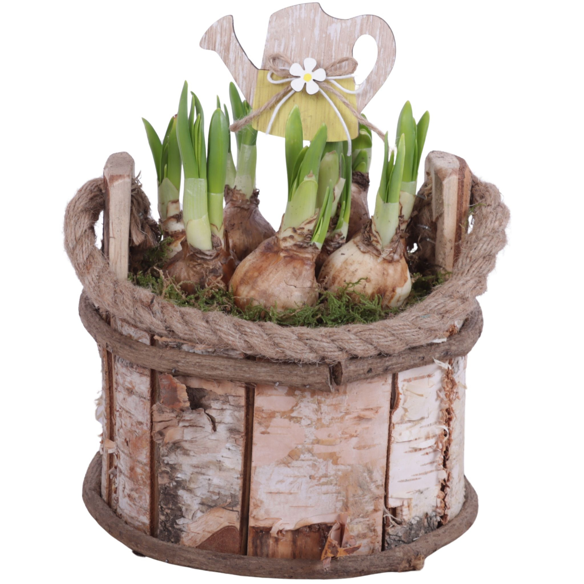 Bulbs Arr. Narcis Wooden Well Round Birchwood Ø20cm, D 20