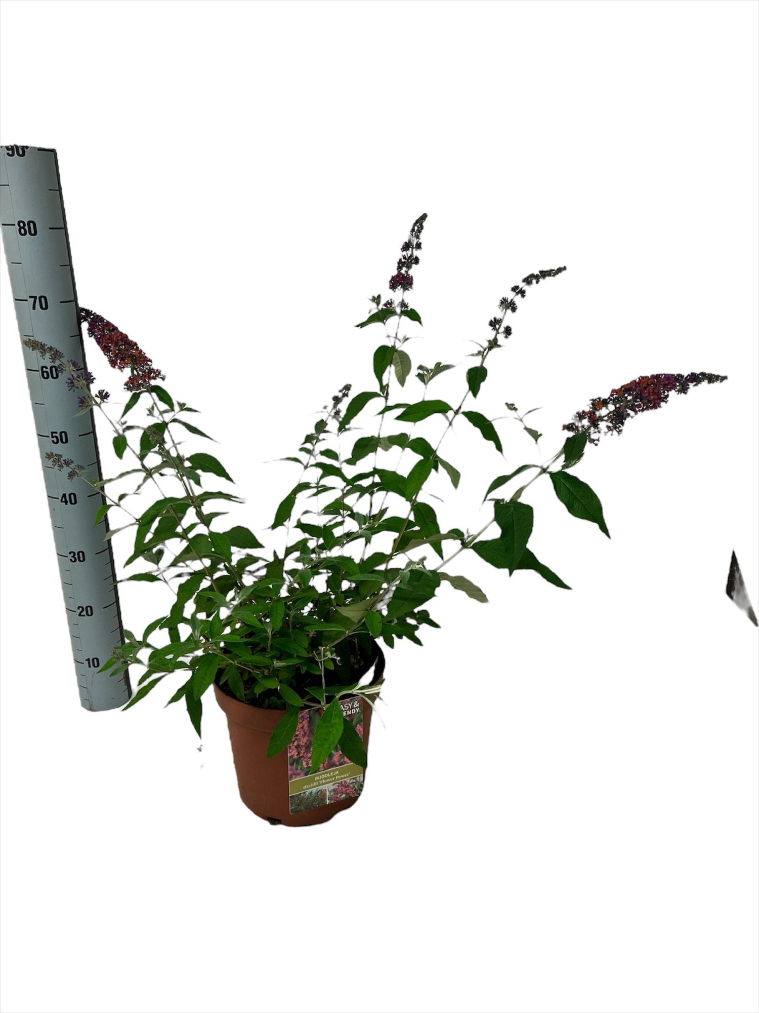 FlowerPower, D 26 cm