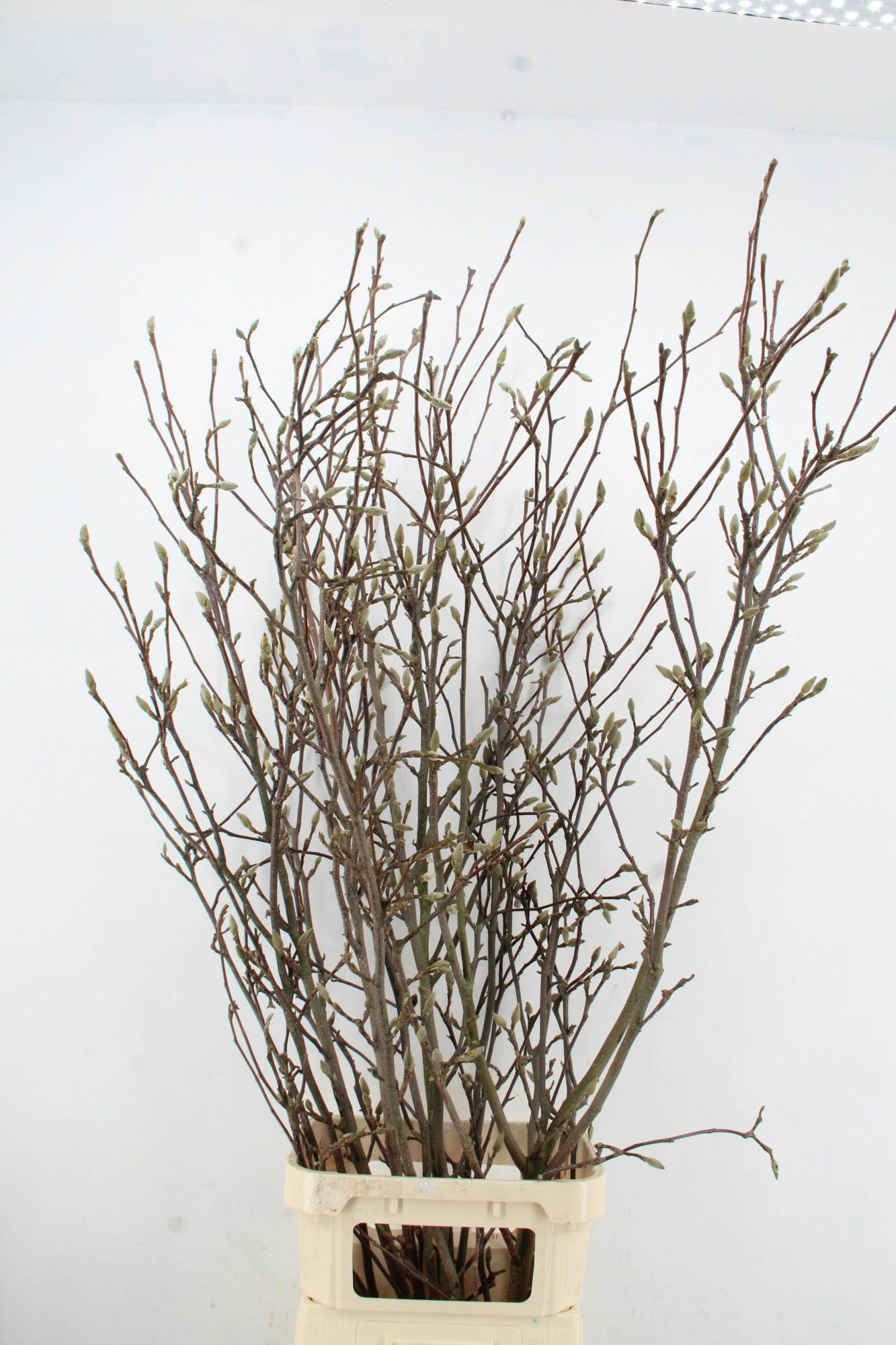 Магнолия Грандифлора 160, шт.