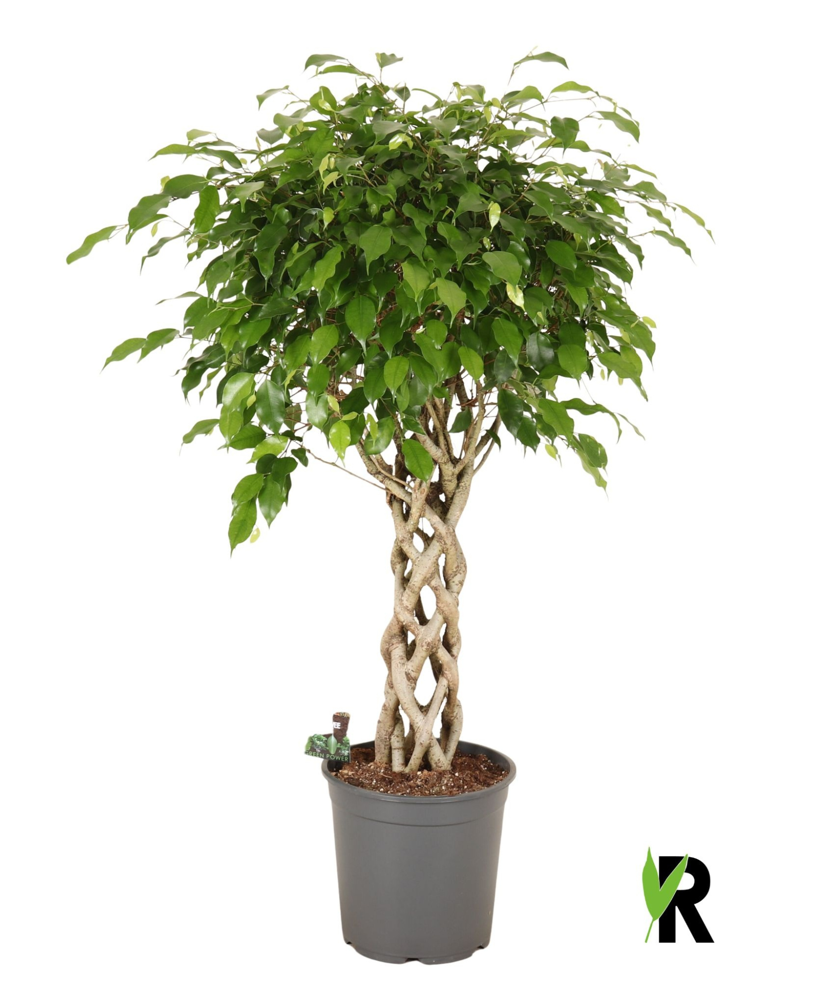 Ficus benj. Exotica gevlochten cilinder, D 27 cm