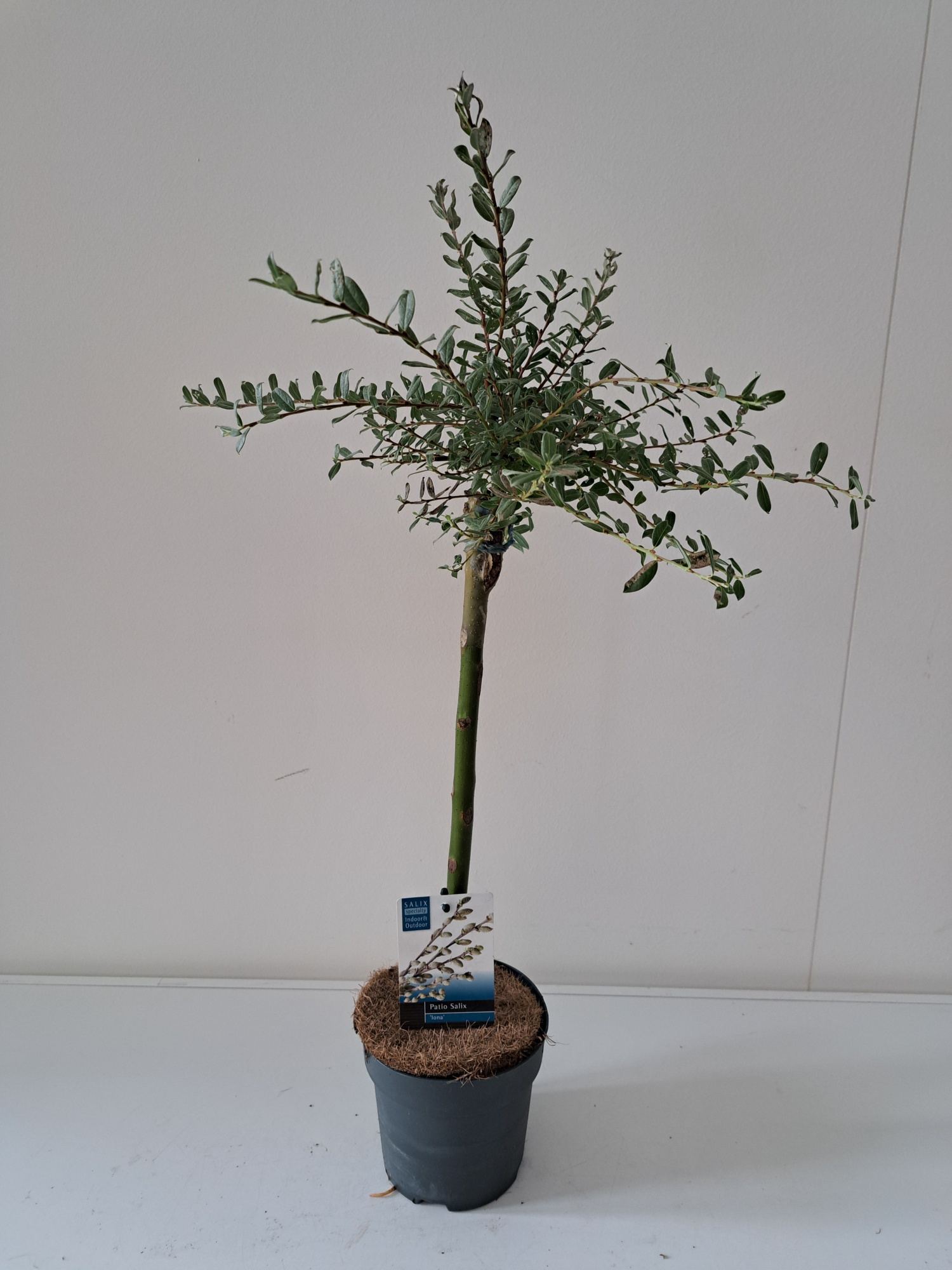 Salix Iona stam 40, D 14 cm