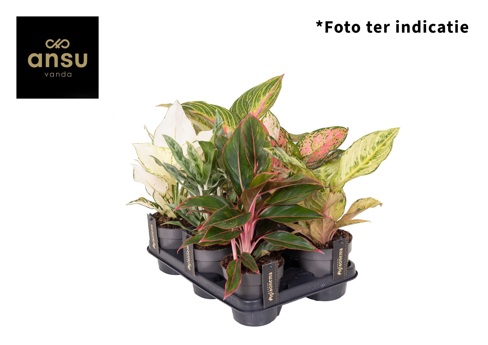 Aglaonema Mix x6, D 12 cm
