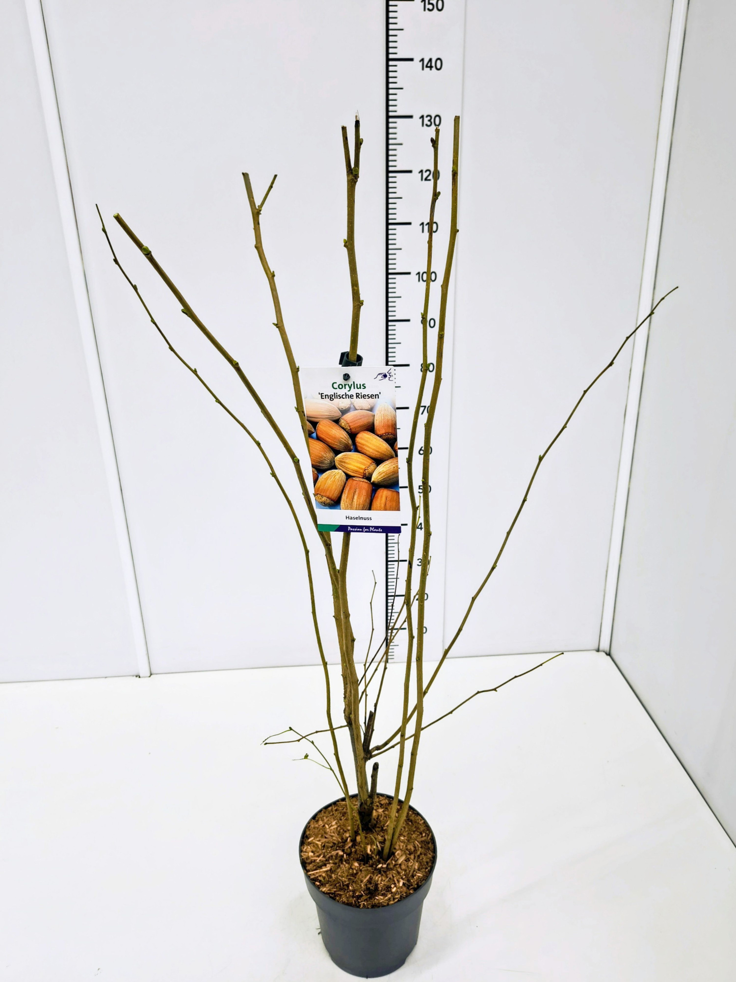 Corylus maxima 'Englische Riesennuss' 80-100C5, D 23