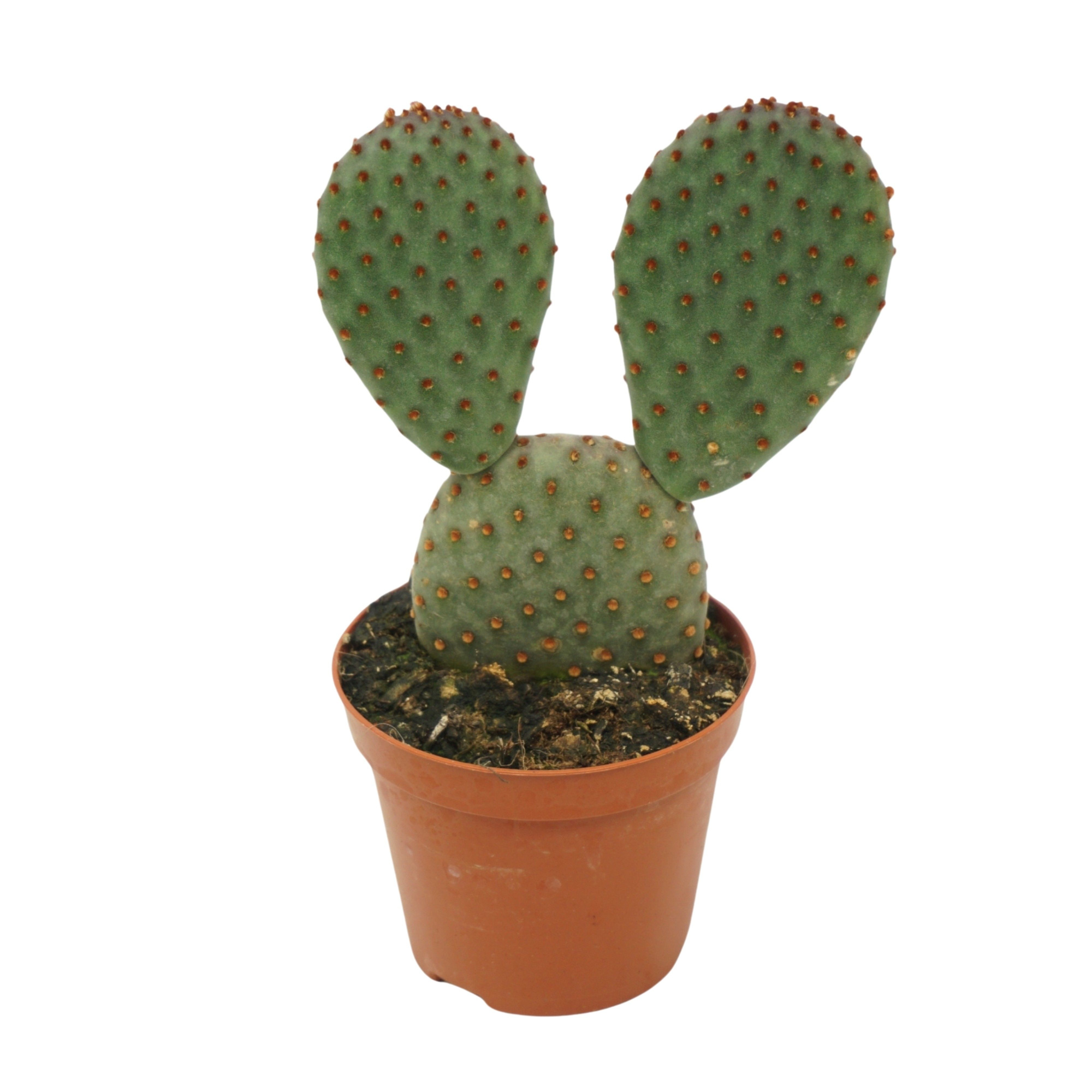 Opuntia macrocalyx 8,5 cm, D 8,5 cm