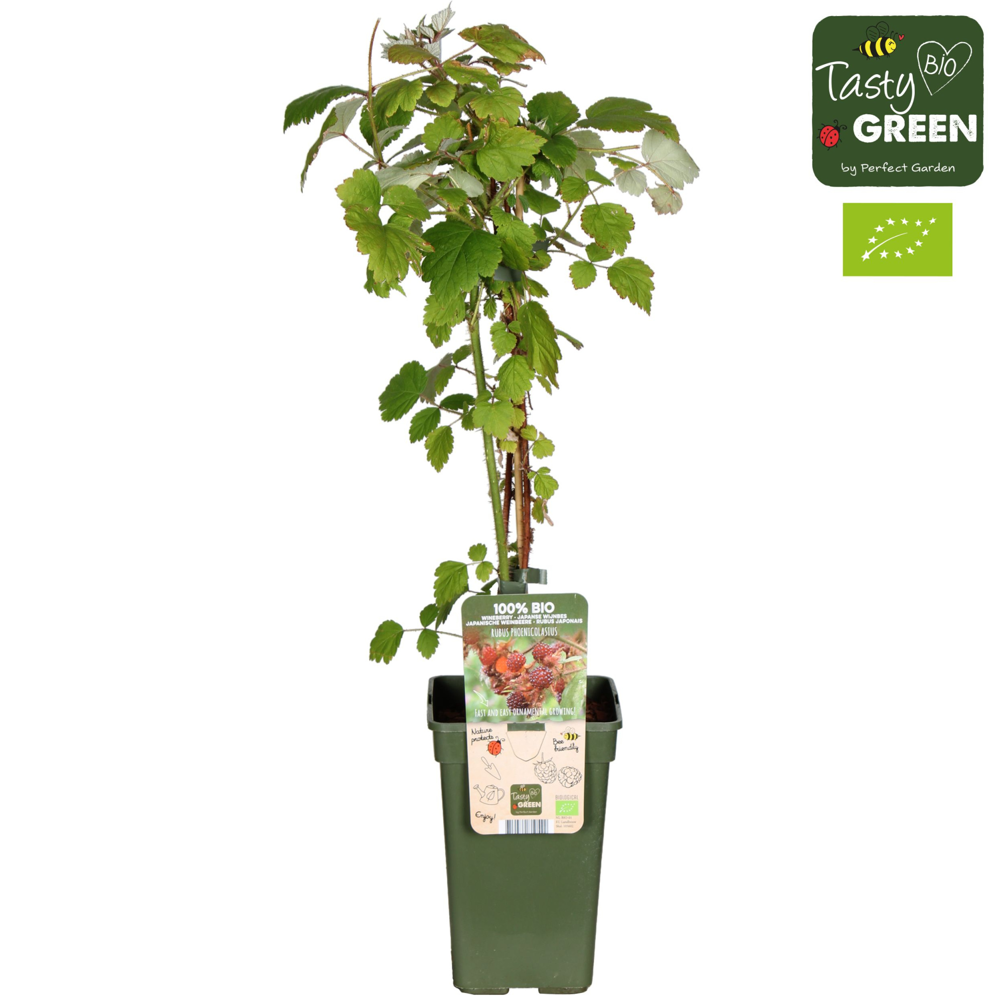 Rubus phoenicolasius Bio P19, D 19 cm
