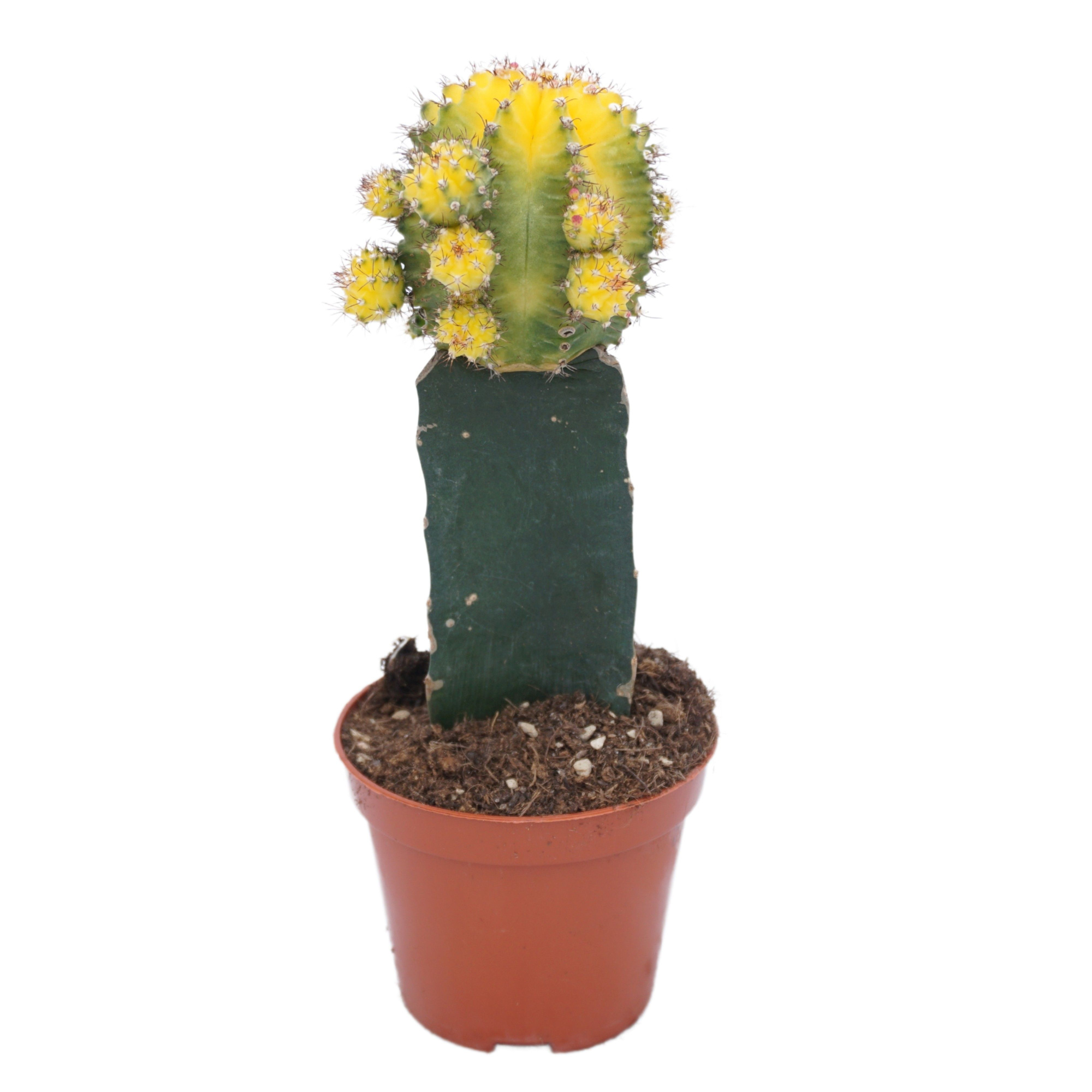 Gymnocalycium geënt geel/groen 8,5 cm, D 8,5