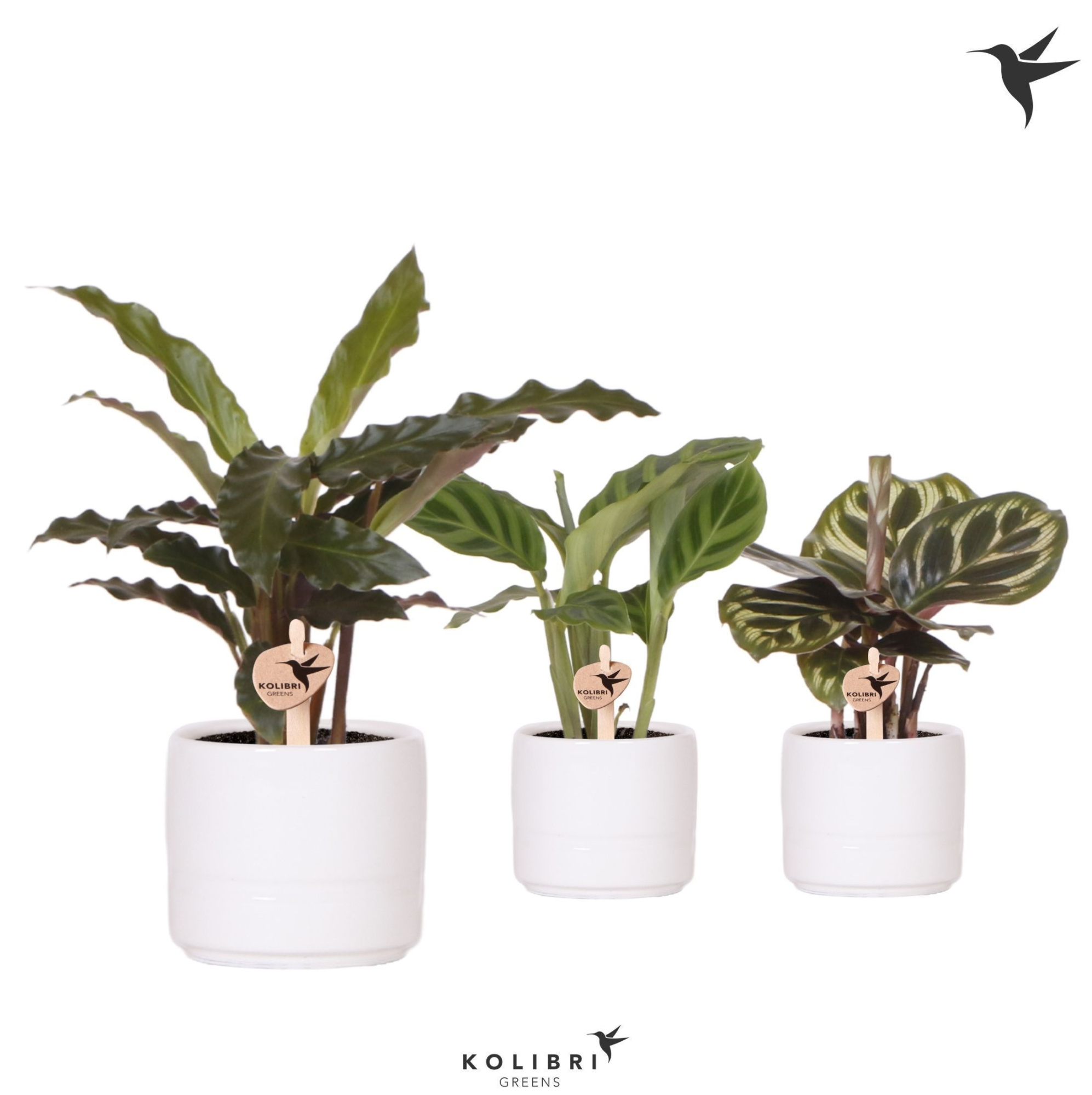 Kolibri Greens Calathea mix in Pastel pot white, D 6