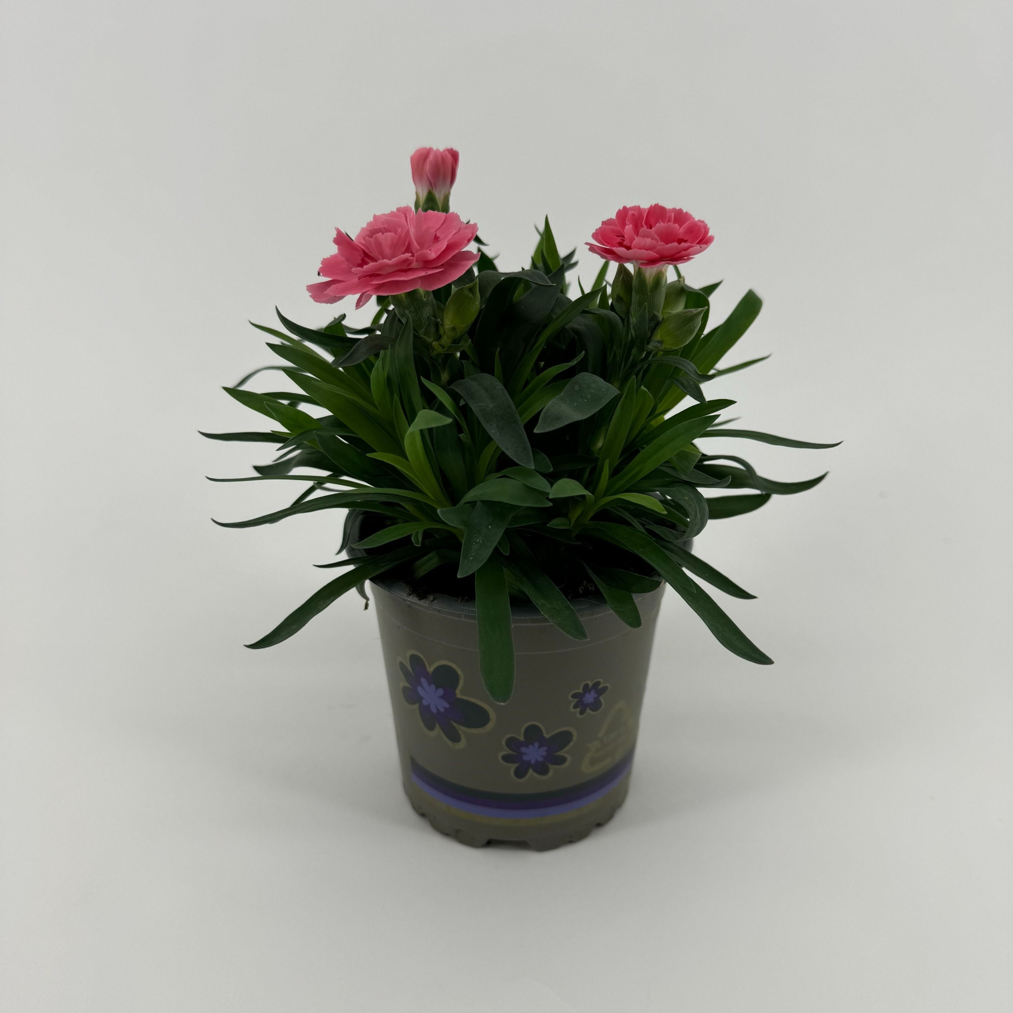 Dianthus 'Oscar' Pink, D 11