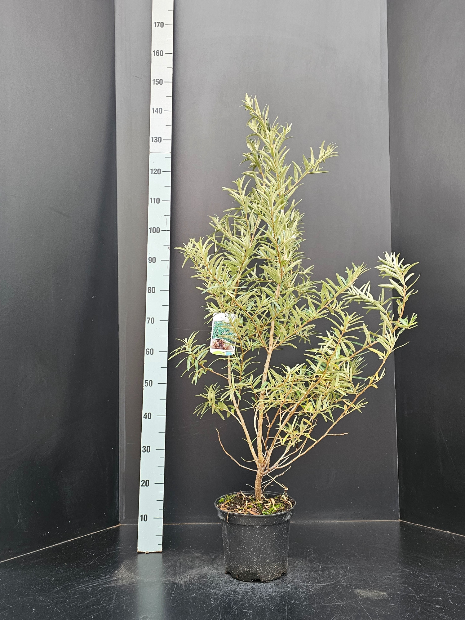 Hippophae rhamnoides Pollmix, D 23 cm