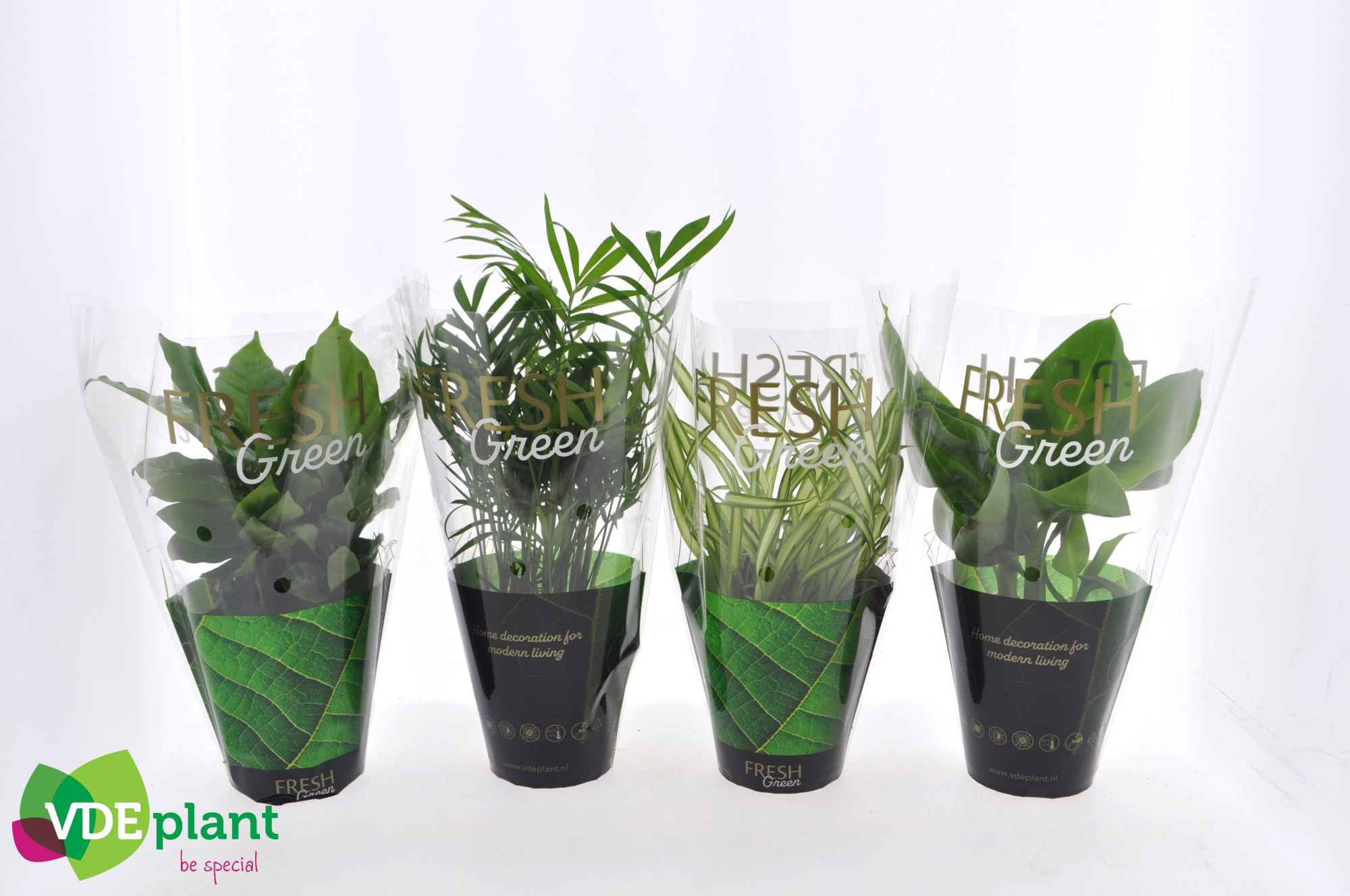 Fresh Green mix 12cm in Fresh Green hoes, D 12 cm