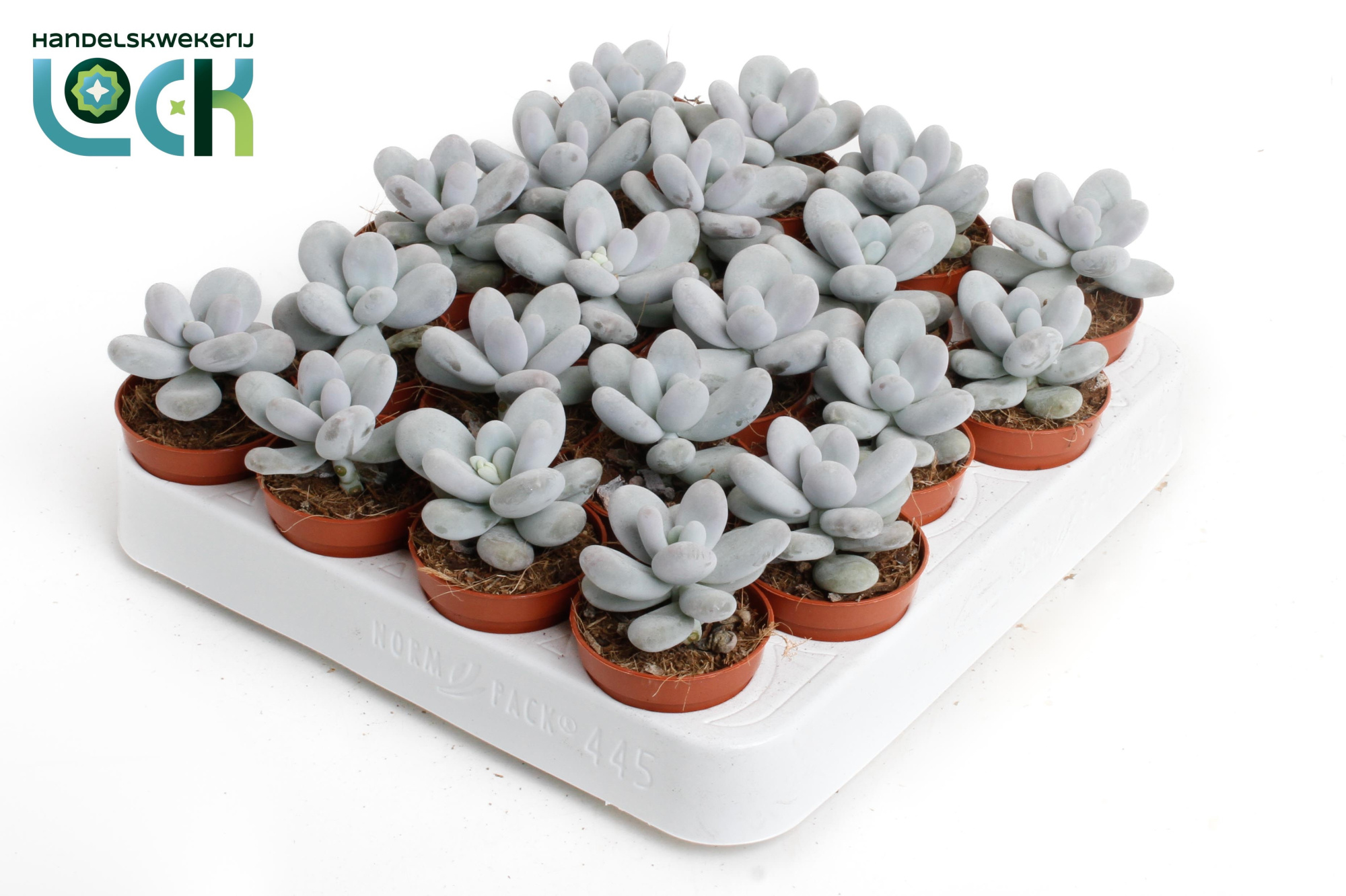 Pachyphytum oviferum, D 5,5