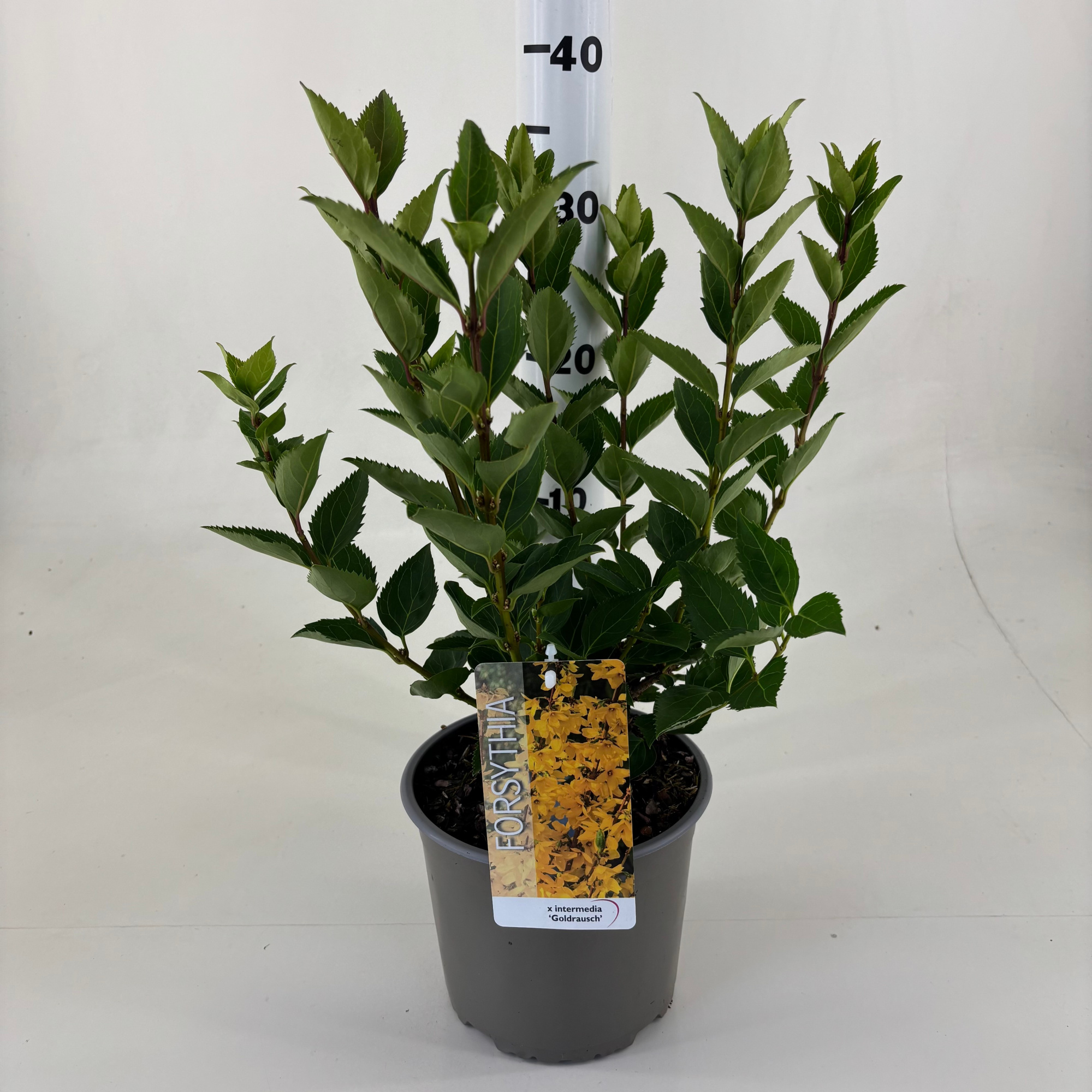 Forsythia intermedia 'Goldrausch', D 19 cm