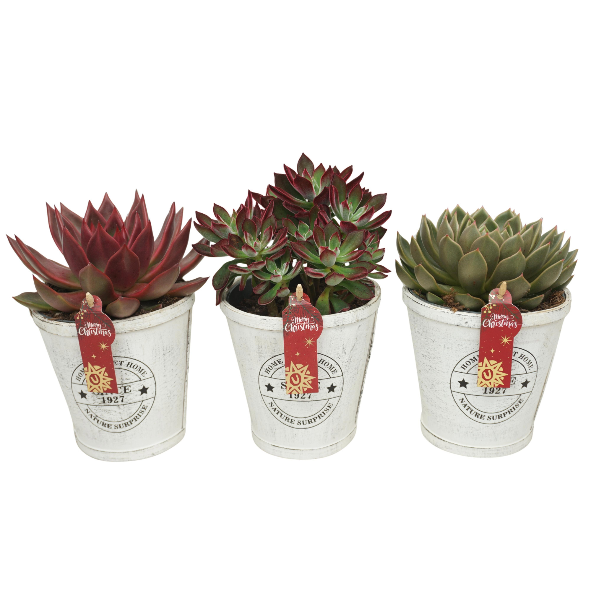 Echeveria Kerst mix in 14 cm Home Sweet Home pot, D 14