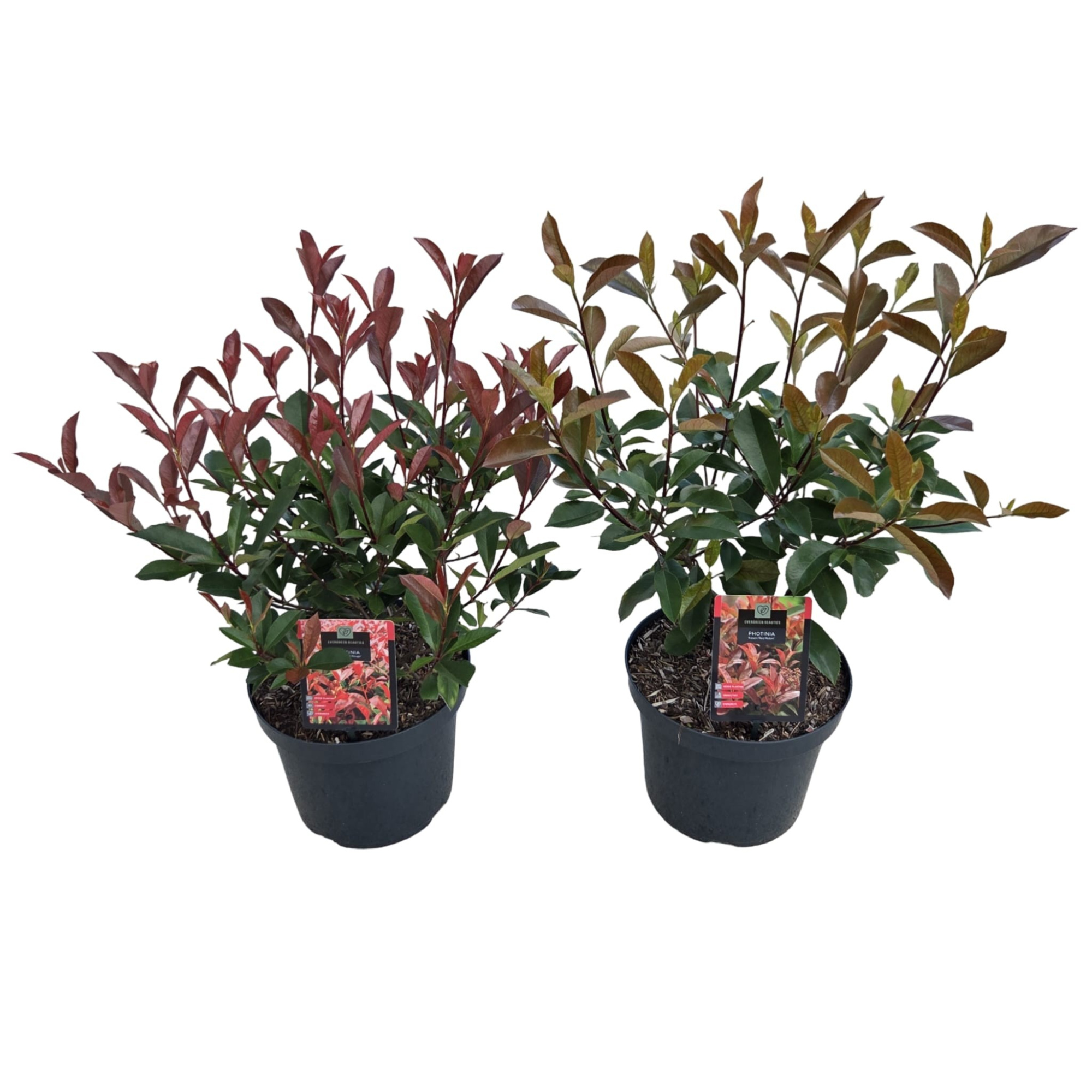 Photinia fras. Mix, D 26 cm