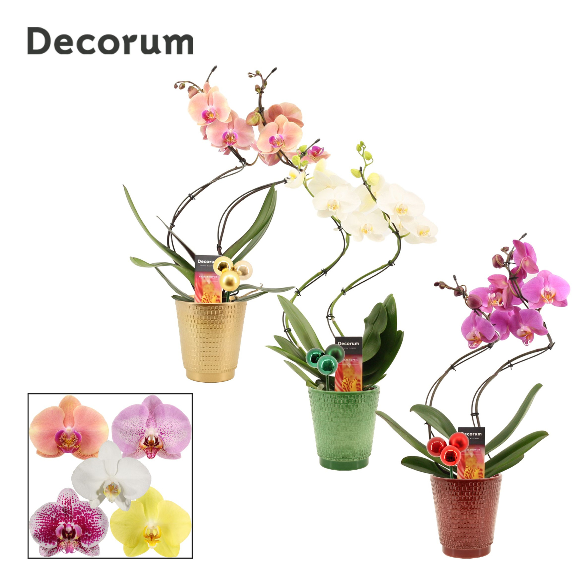 Phalaenopsis hurricane mix in Mariah met kerstballen bijsteker (, D 12 cm