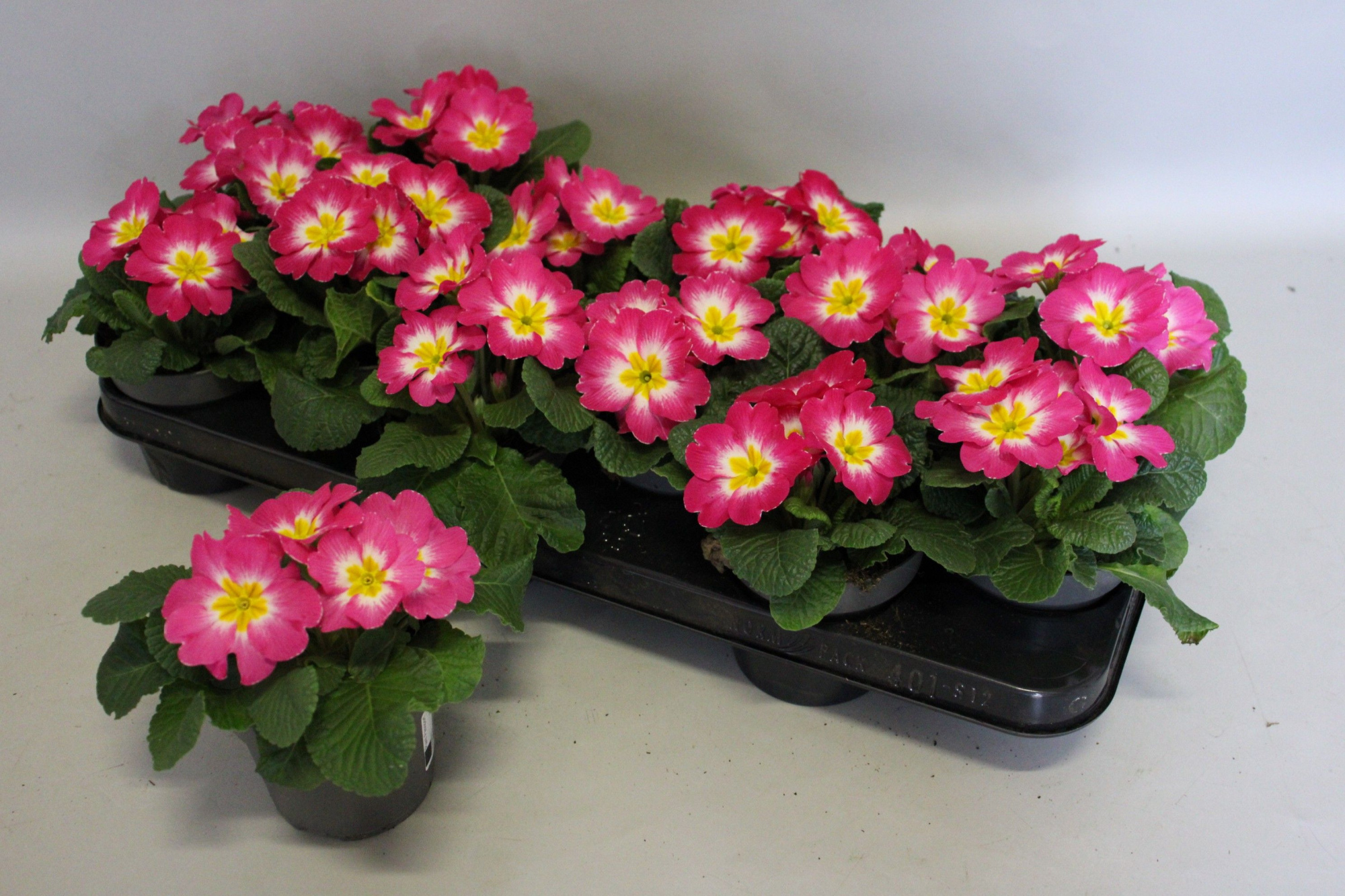 Primula acaulis Pink Bicolor 10,5 cm, D 10