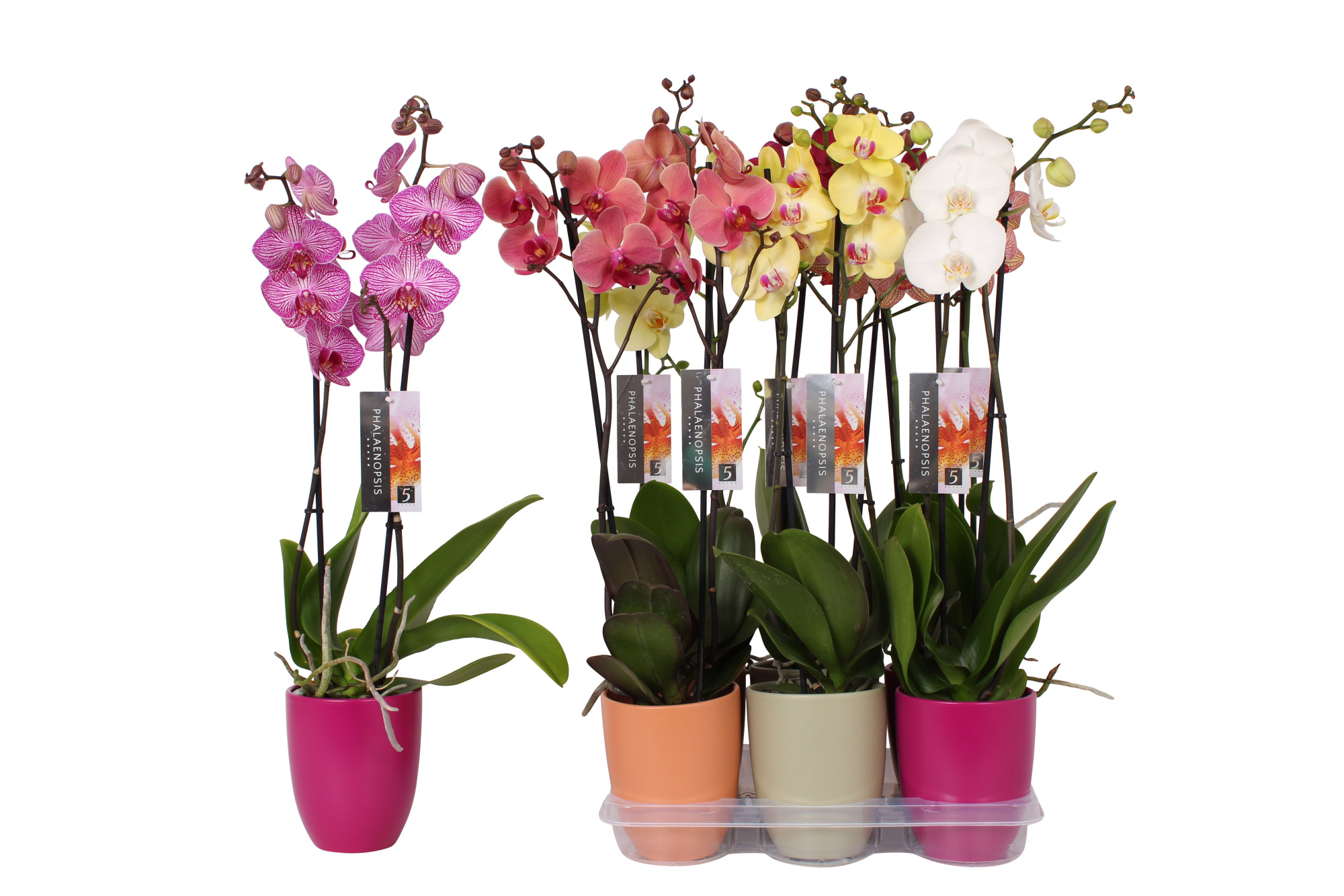 Phalaenopsis mix, 2-spike Orange, Green and Purple Ceramics, D 12 cm
