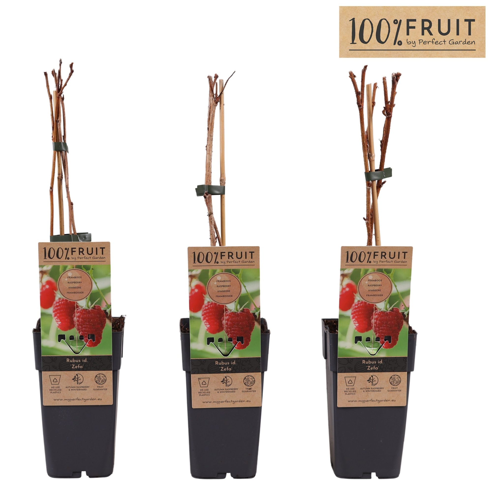 Rubus idaeus Zefa Herbsternte P15, D 15