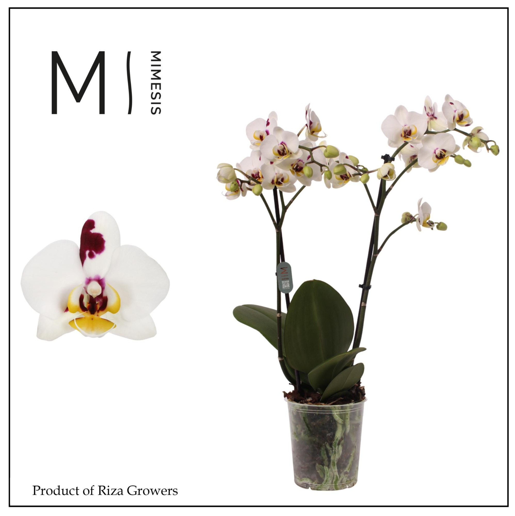 Phalaenopsis Coco 4 2 spike - 12cm | Mimesis, D 12 cm