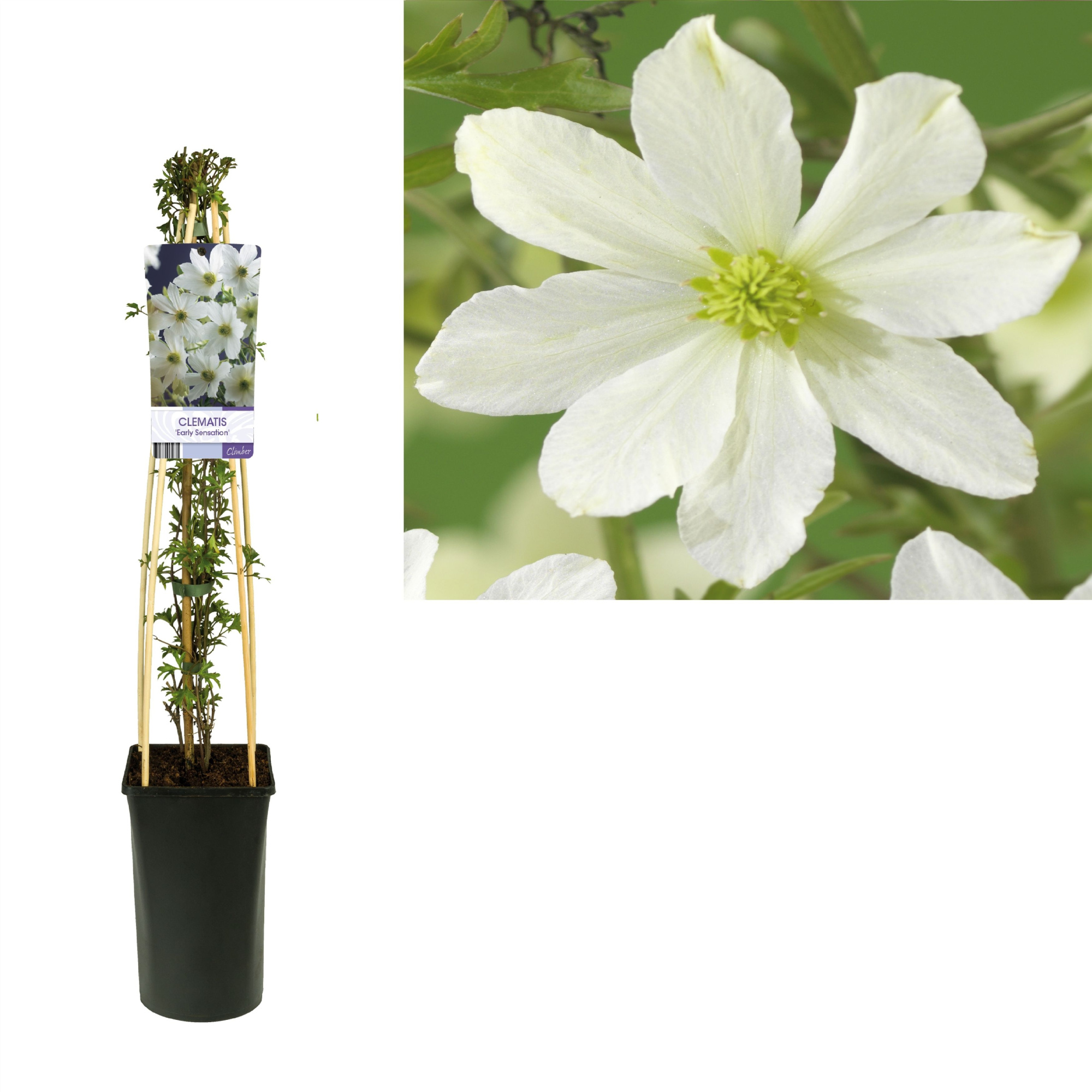 Clematis 'Early Sensation' +light label, D 17