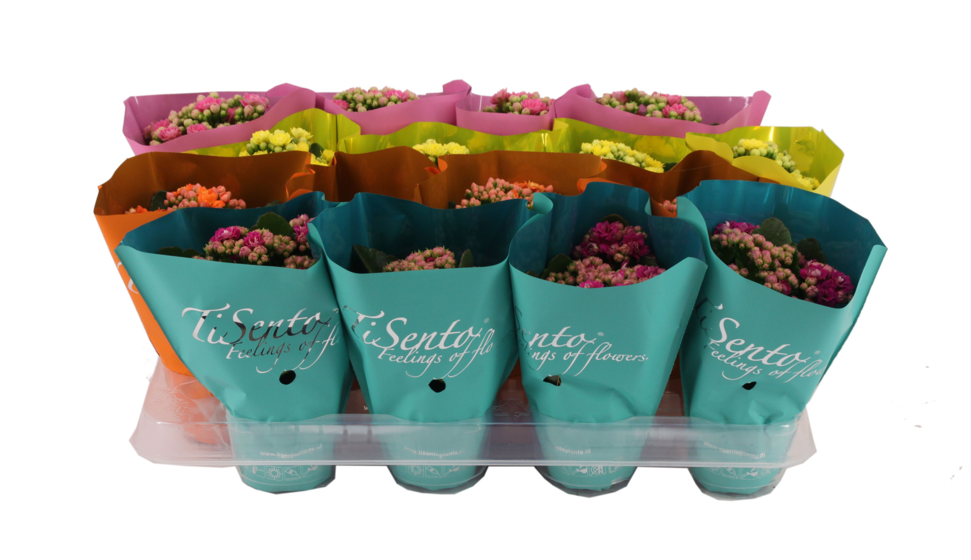 Calandiva 7 cm Zomer mix, D 7 cm